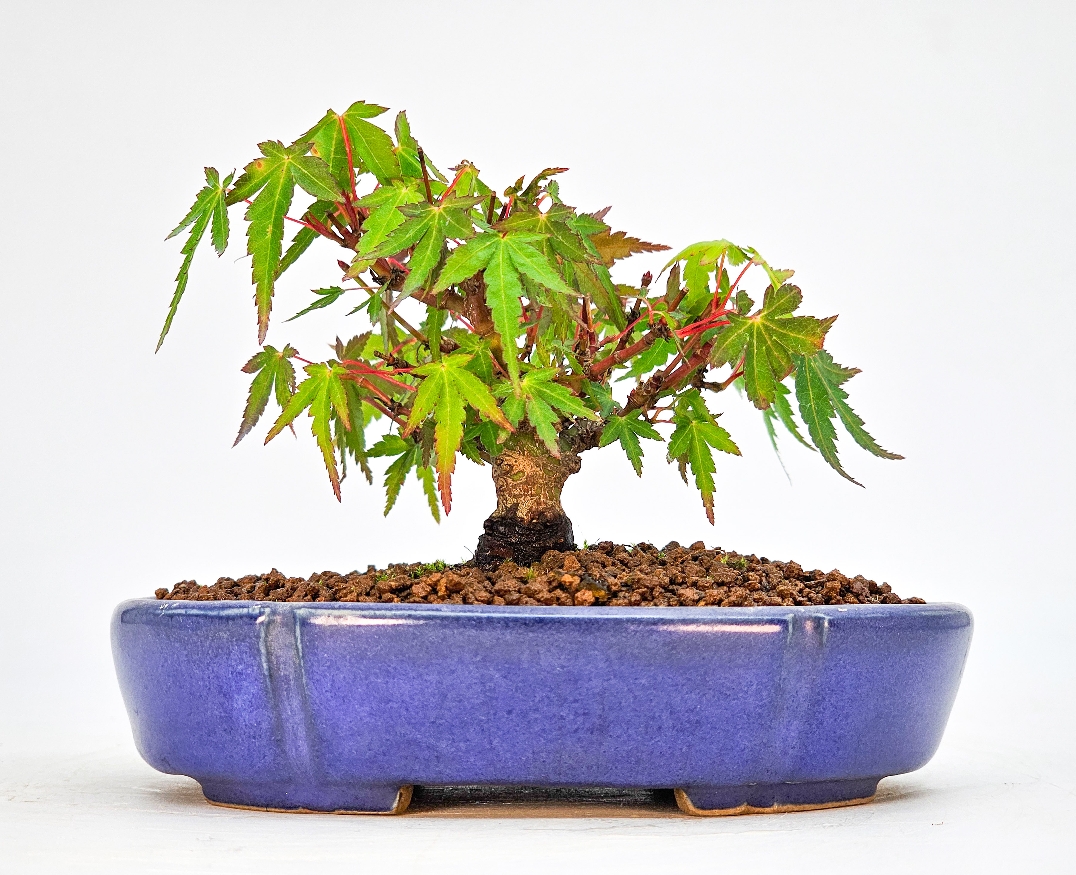 Bonsai Fächerahorn - Acer palmatum Mame 5cm