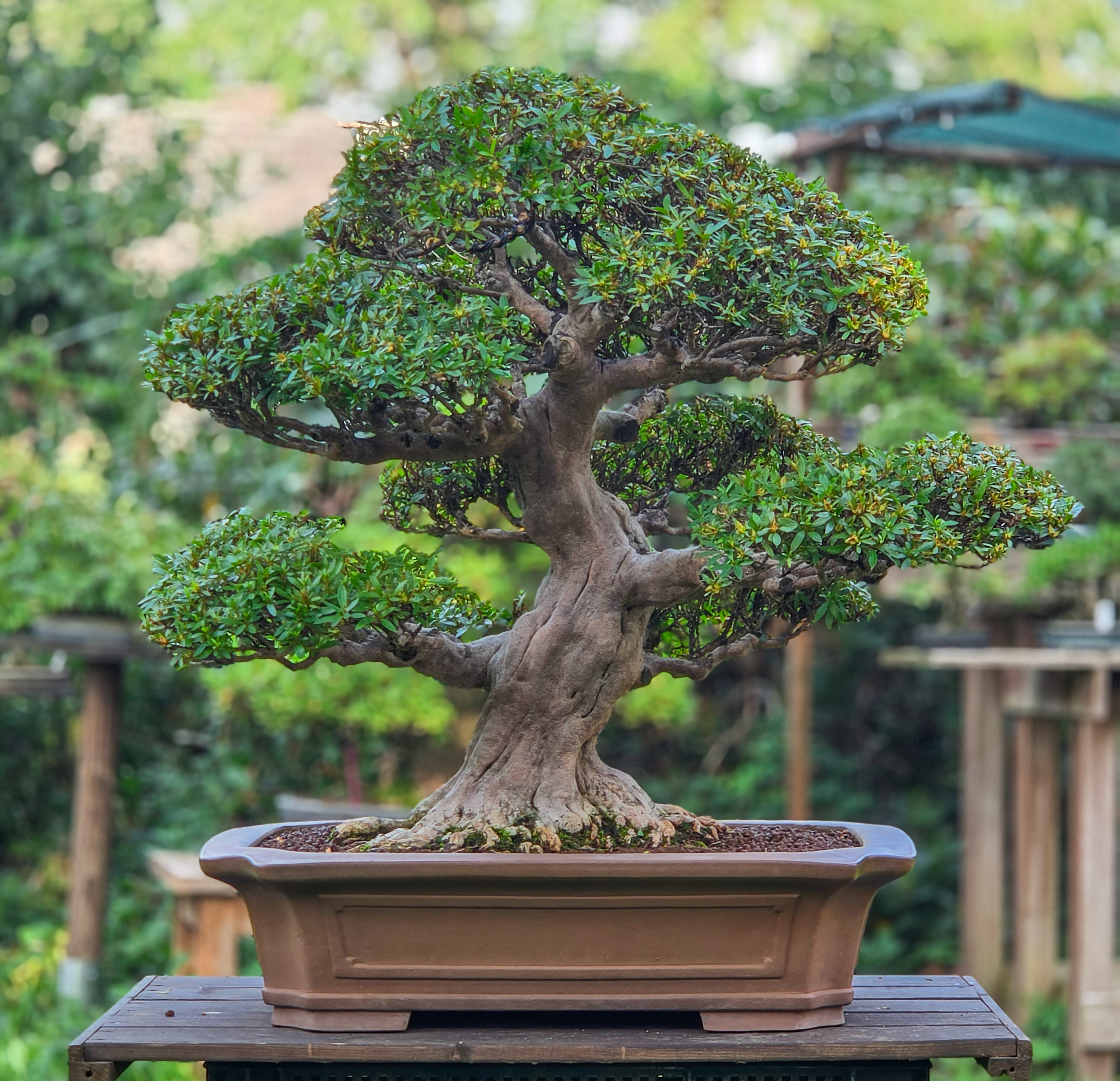 Bonsai Premium Azalee -  Rhododendron indicum kinsai 63cm Video!!