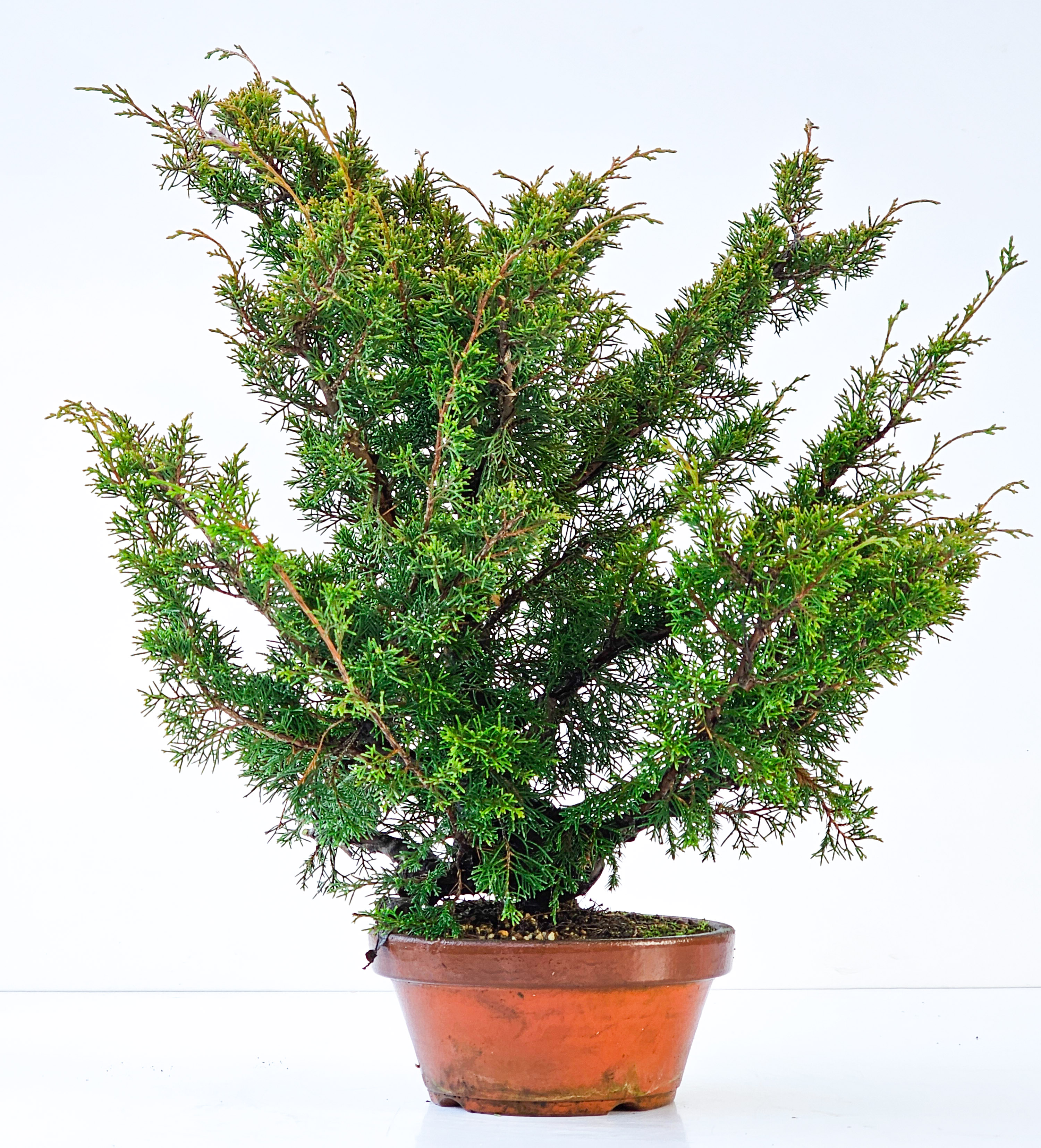 Bonsai Wacholder Juniperus chinensis shimpaku 43cm