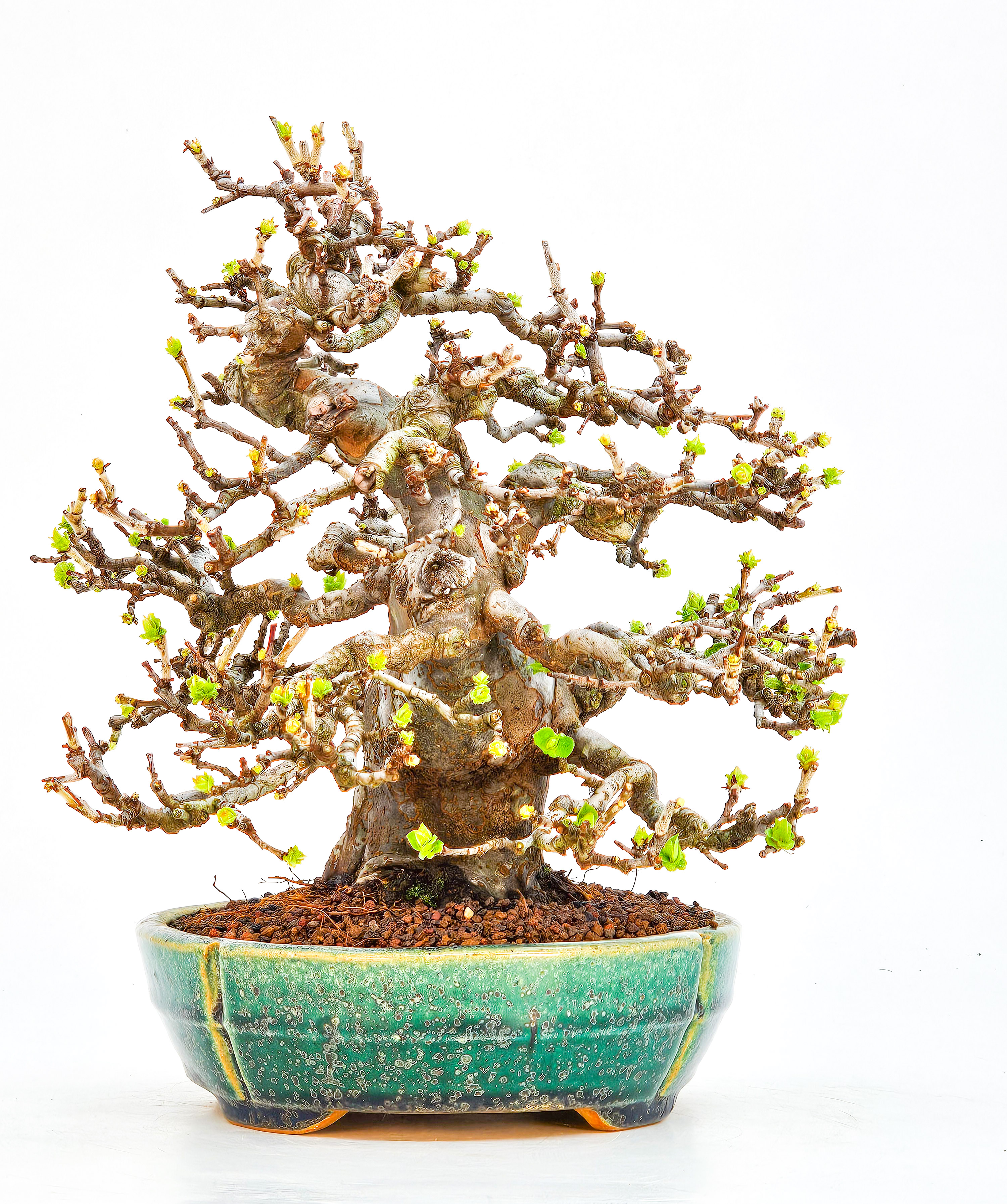 Bonsai Quitte - Pseudocydonia sinensis Shohin 21cm Video
