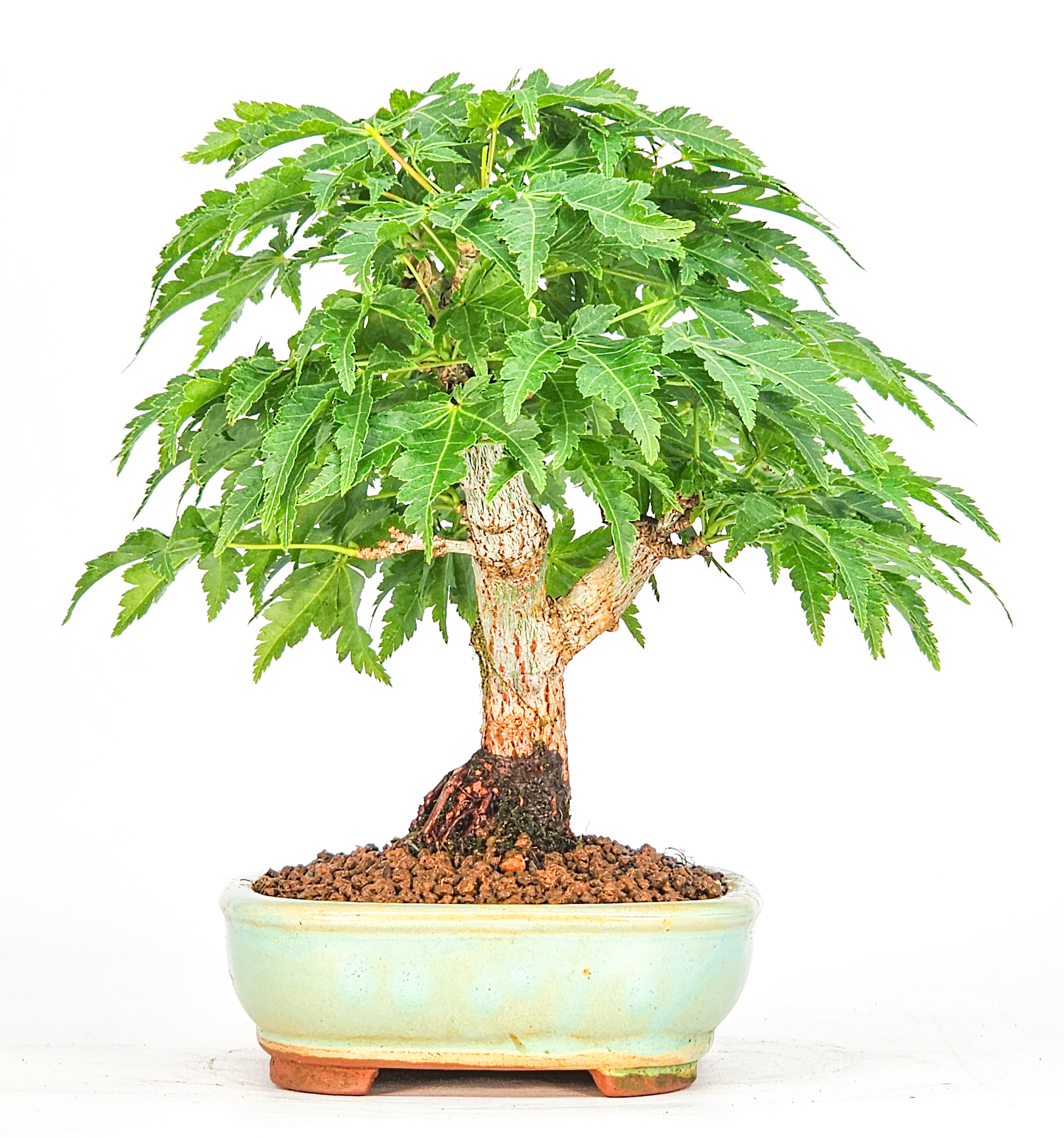 Bonsai Löwenkopfahorn- Acer palmatum Shishigashira Shohin 11cm