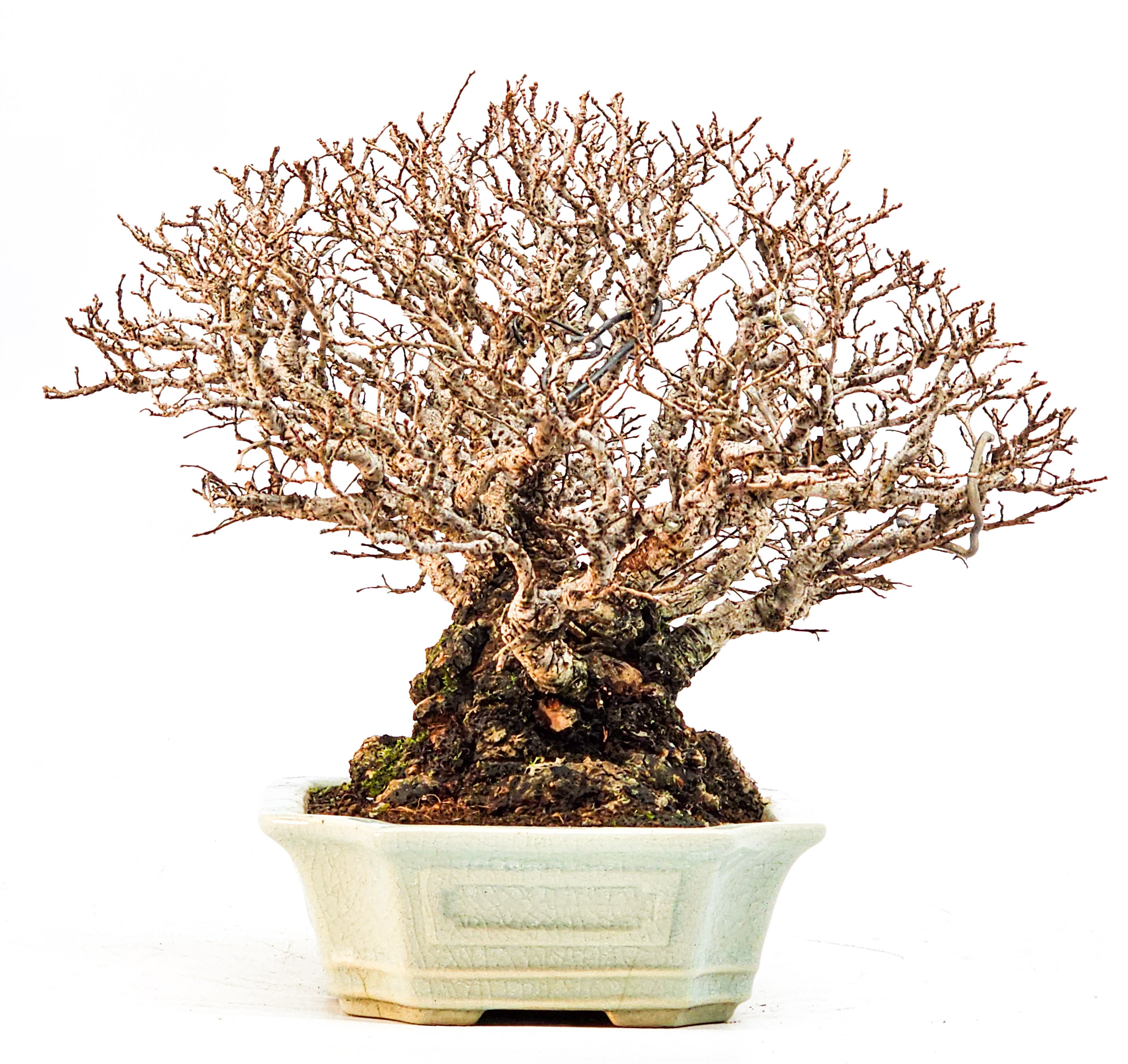 Bonsai Japanische Ulme - Ulmus parvifolia Shohin 17cm Bonsai Japanische Ulme - Ulmus parvifolia Shohin 17cm