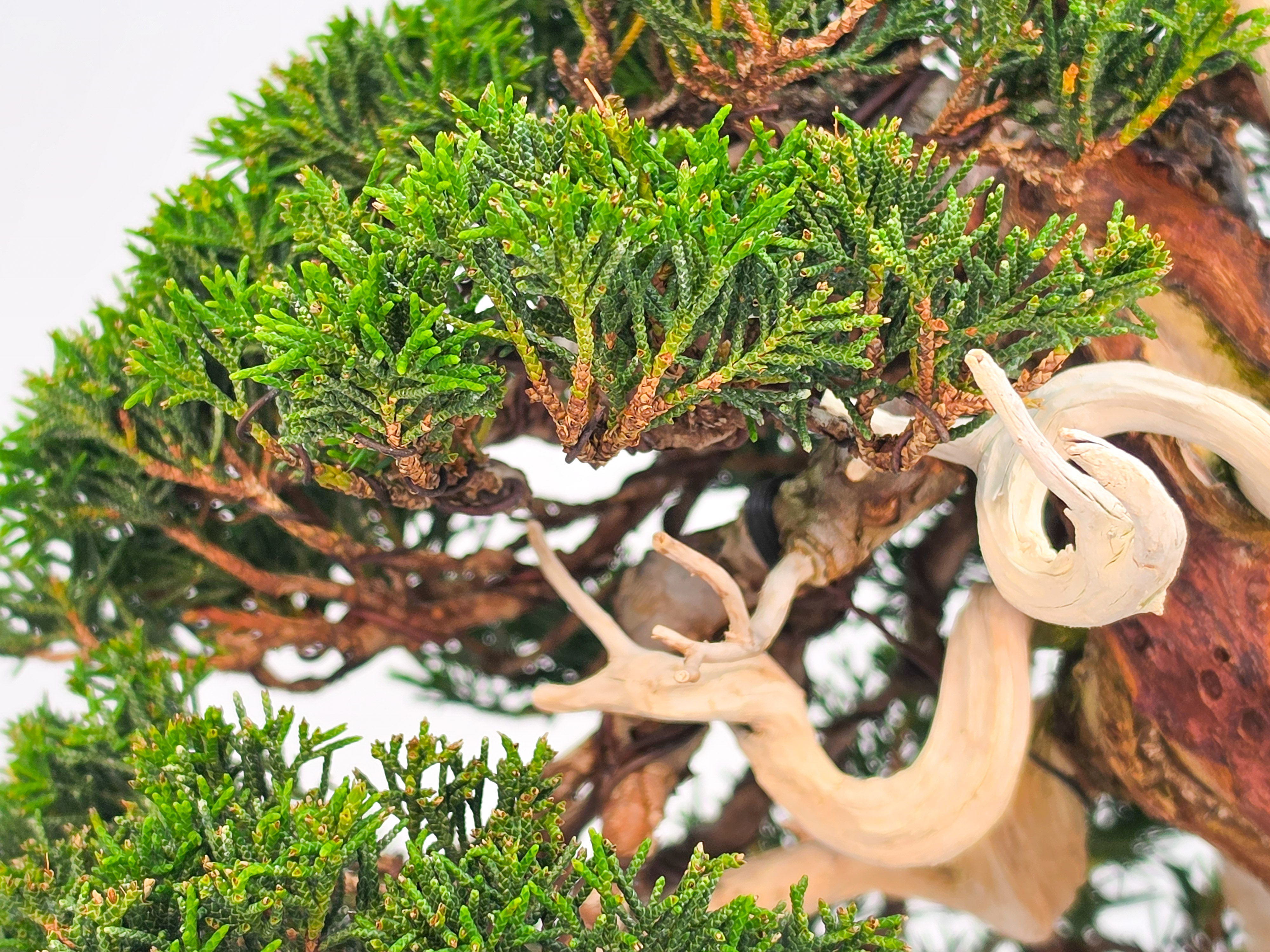 Bonsai Premium Wacholder - Juniperus chinensis 23cm Video!!