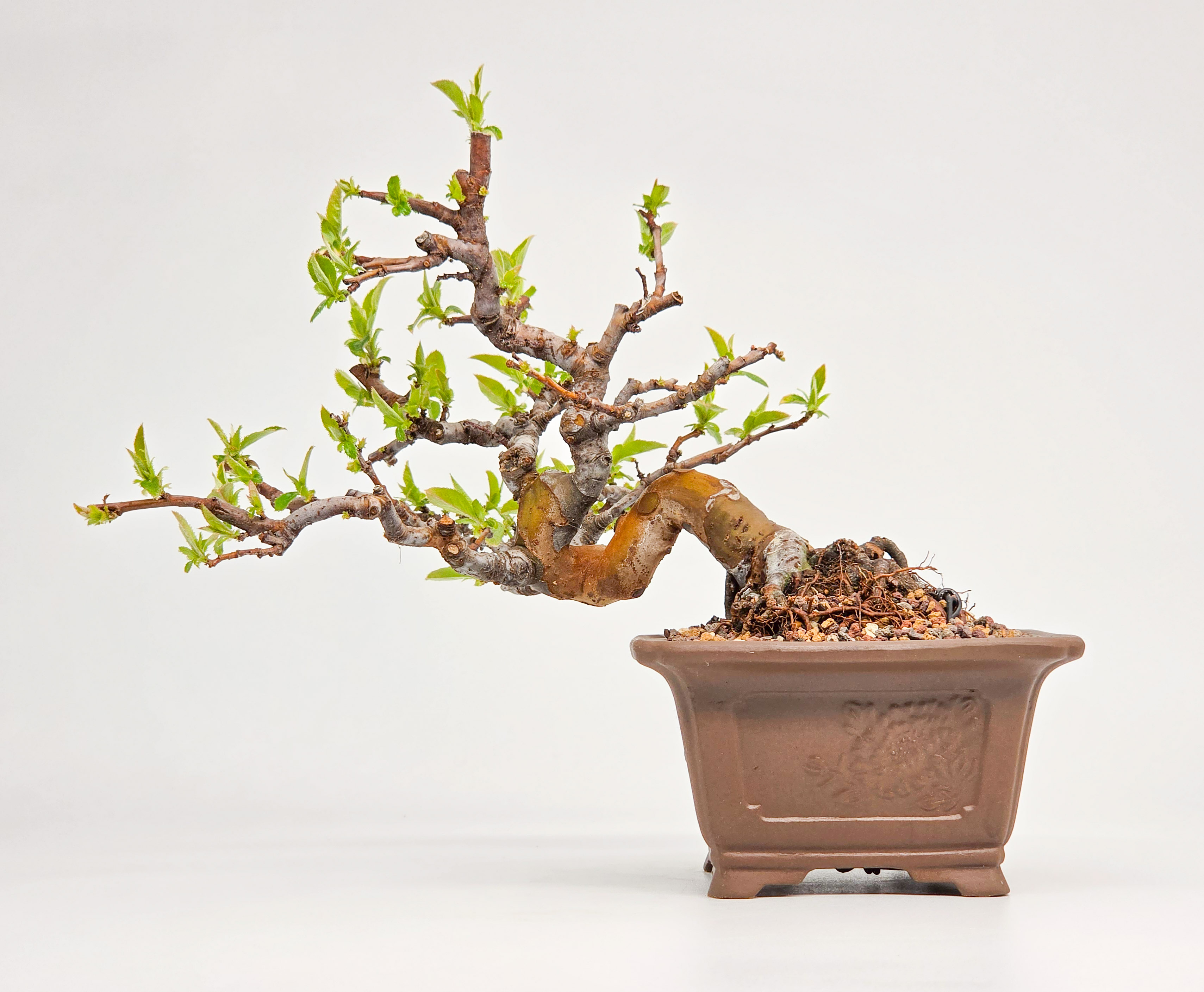 Bonsai Quitte - Pseudocydonia sinensis Shohin 14cm