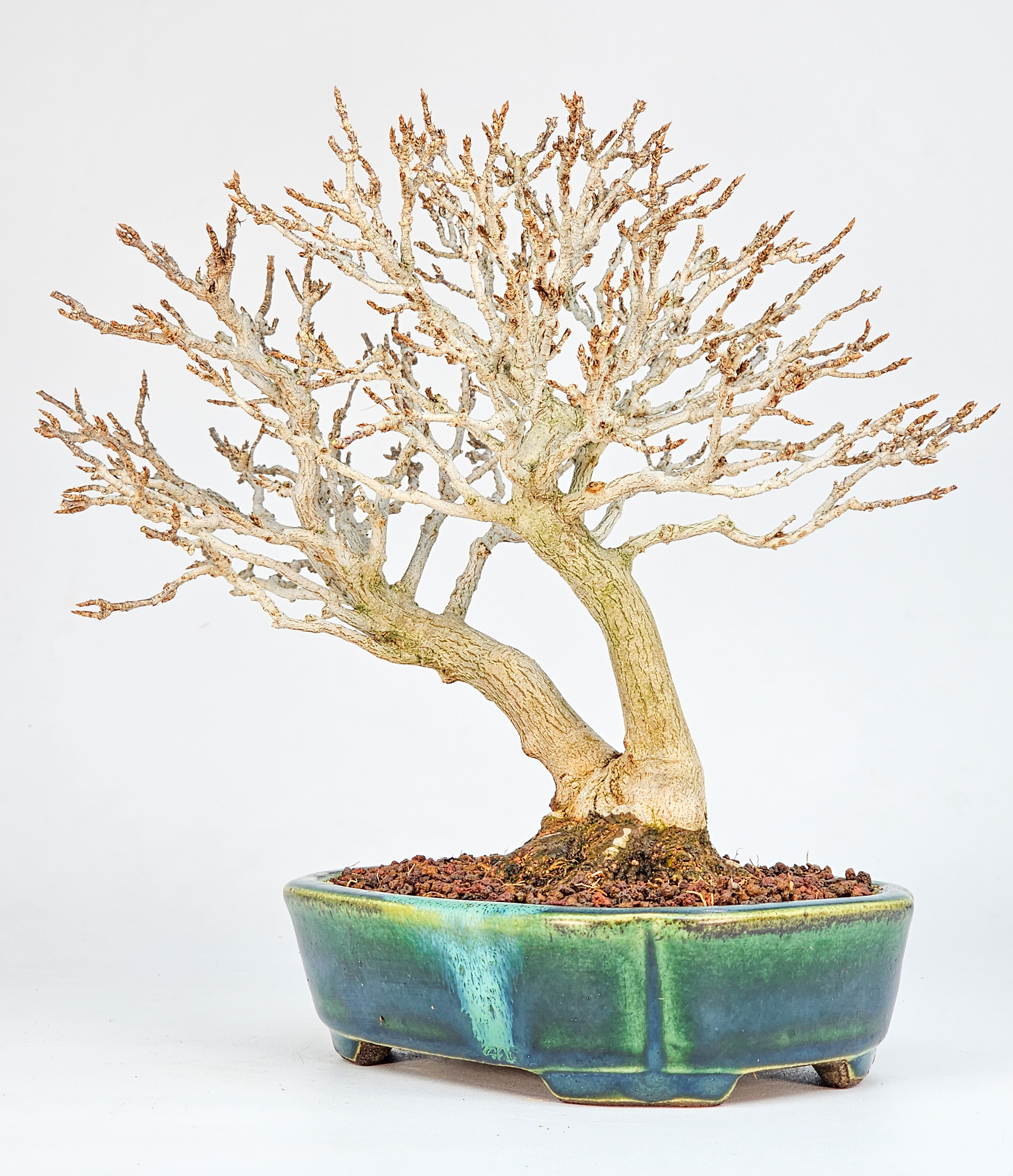 Bonsai Dreispitzahorn - Acer buergerianum Shohin 18cm