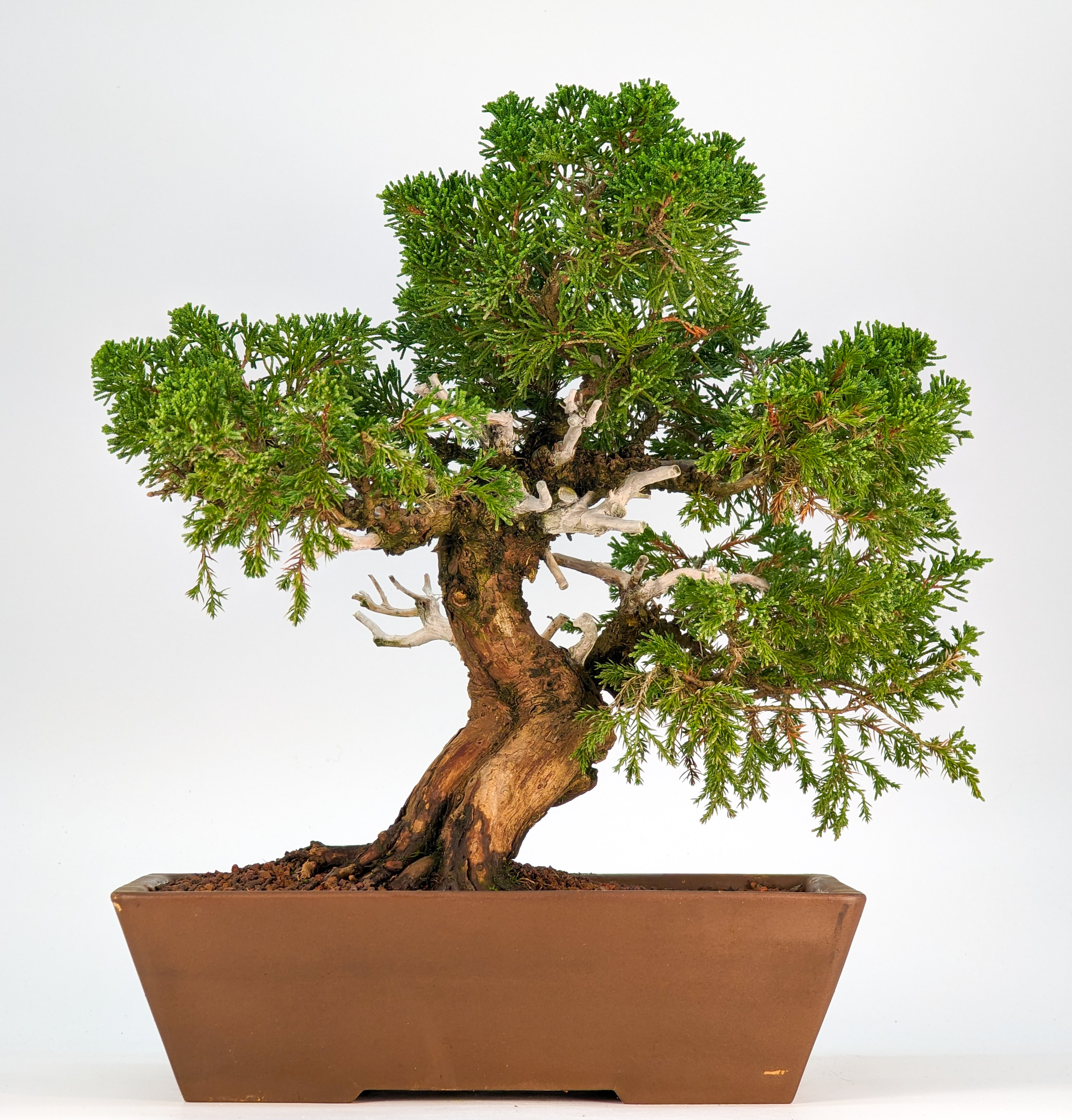 Bonsai Wacholder Juniperus chinensis 27cm