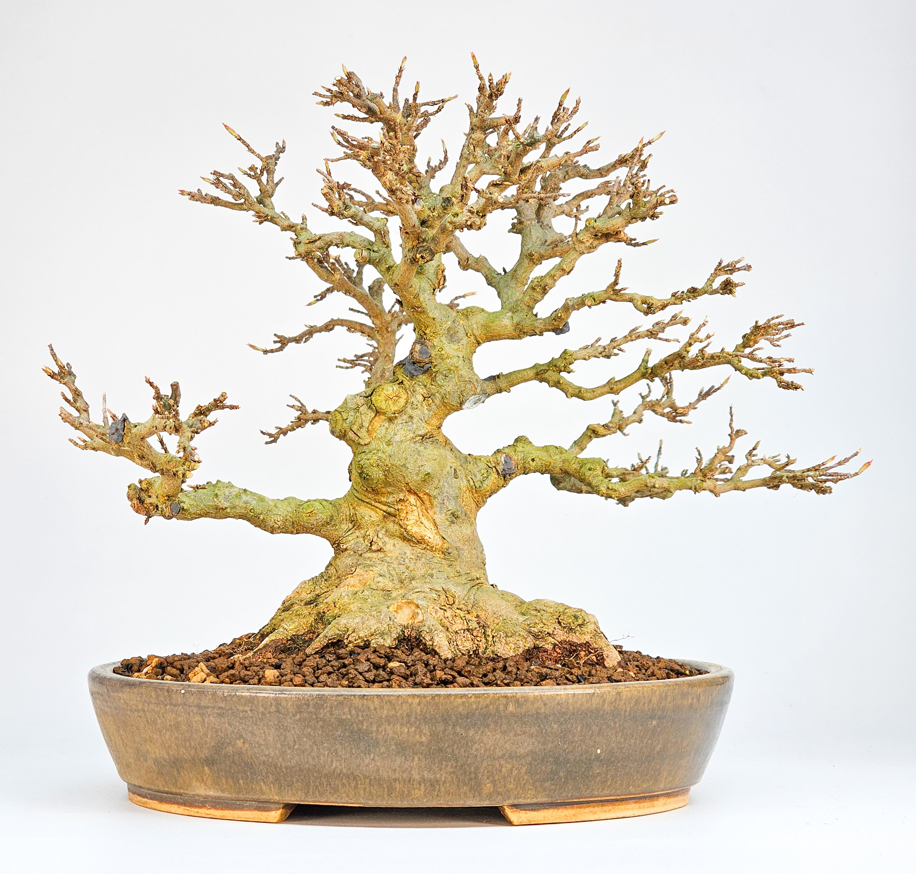 Bonsai Dreispitzahorn  - Acer buergerianum Shohin 20cm