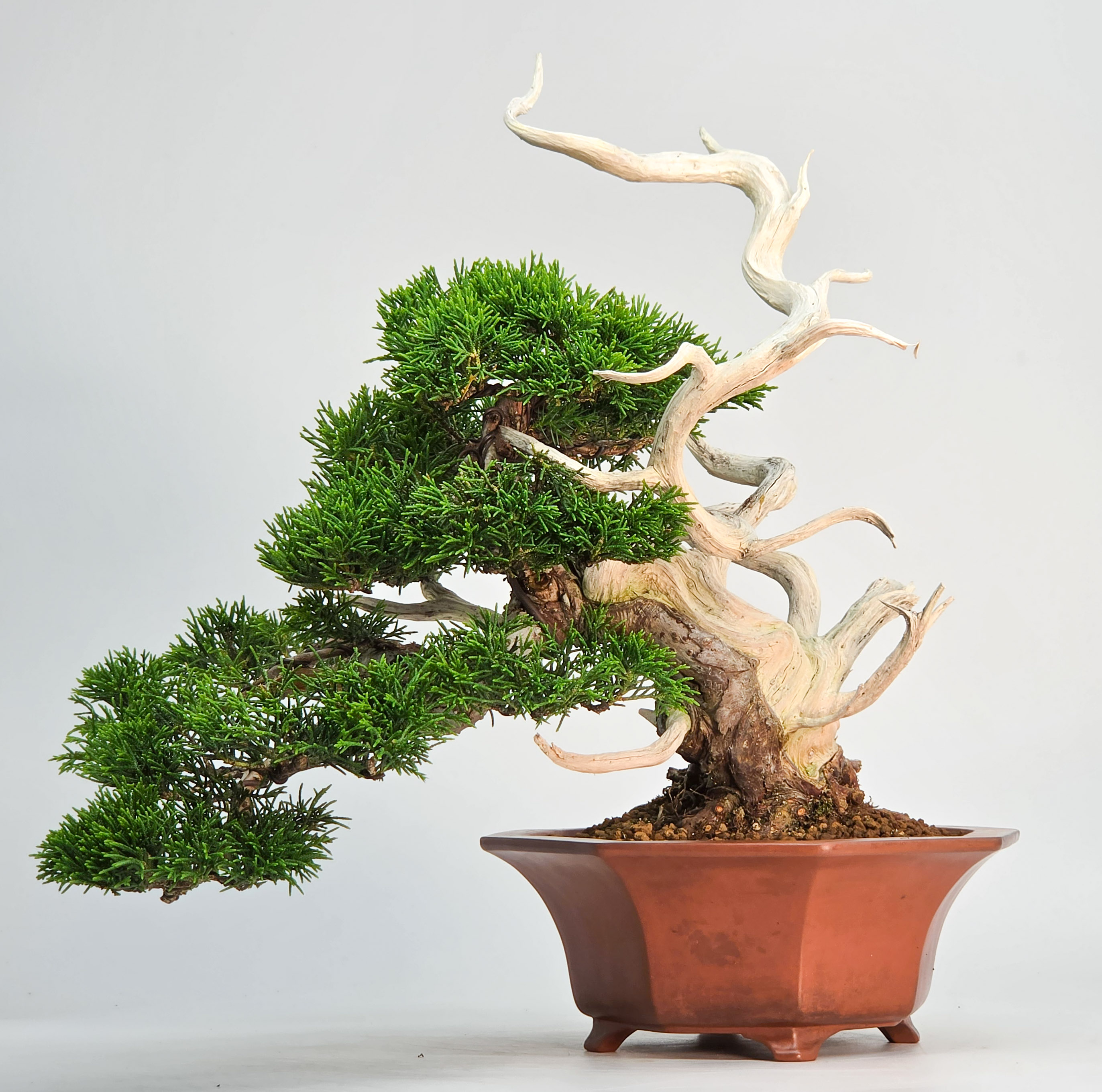 Bonsai Premium Wacholder - Juniperus chinensis Shohin 21cm