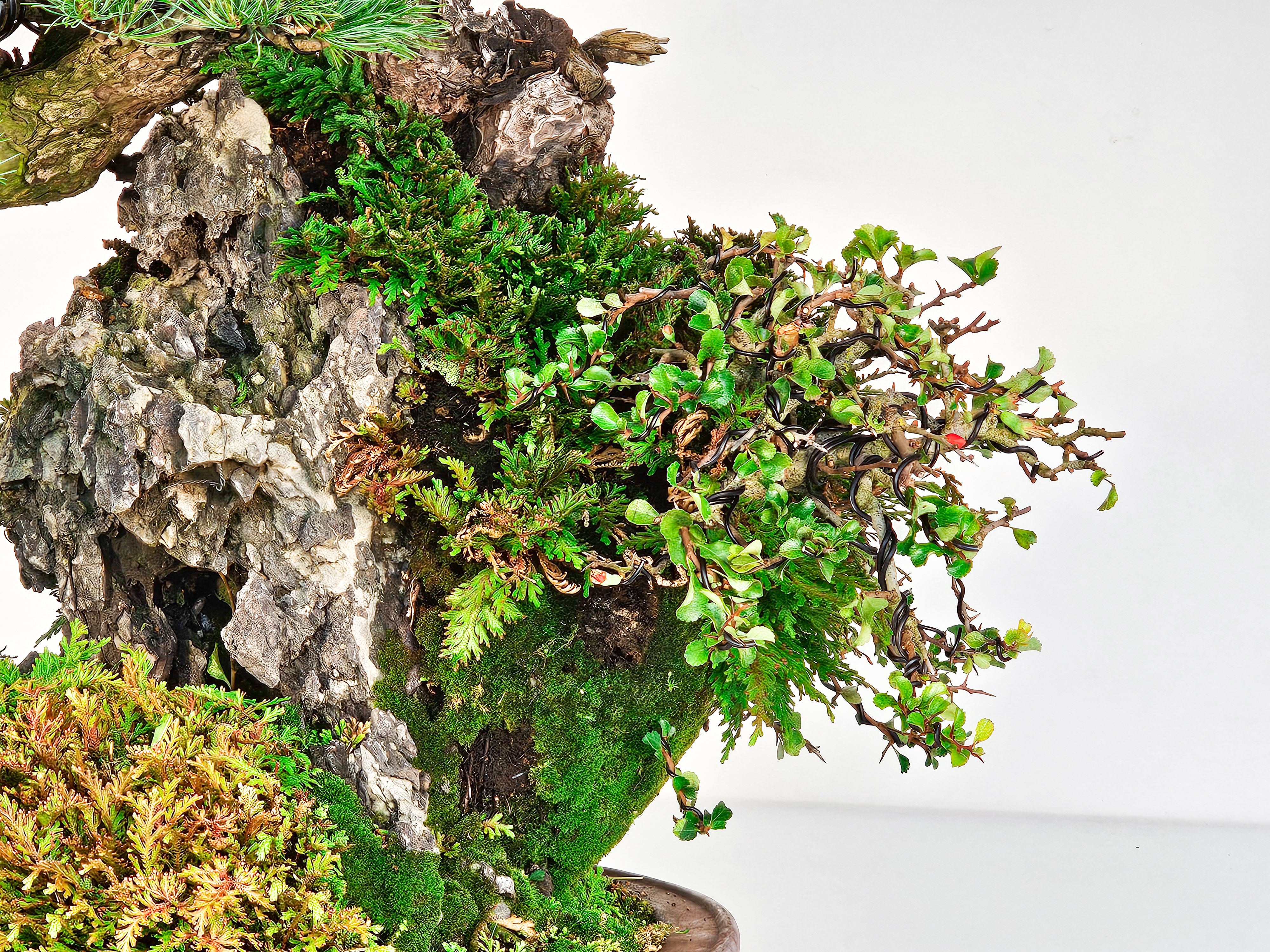 Bonsai Felsenpflanzung Pinus parviflora Mädchenkiefer Ishizuki Chojubai 49cm Video!