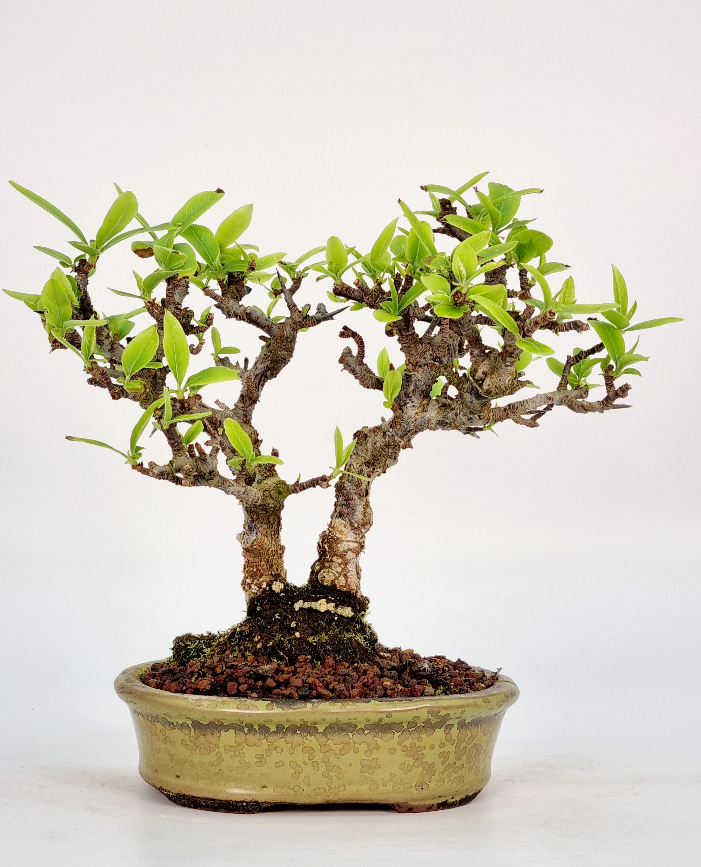 Bonsai Pyracantha - Feuerdorn 13cm