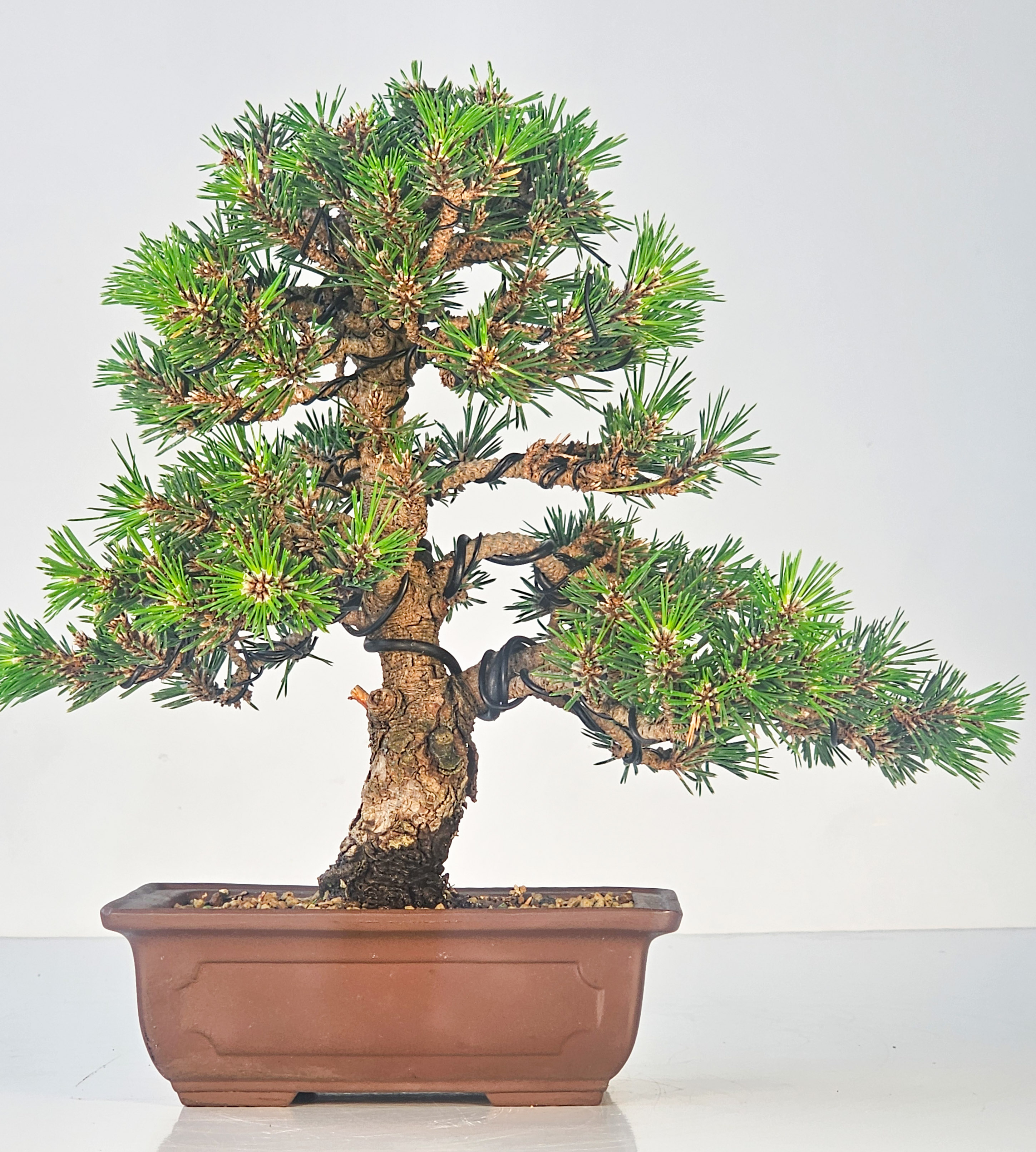 Bonsai Schwarzkiefer - Pinus thunbergii senjumaru 25cm