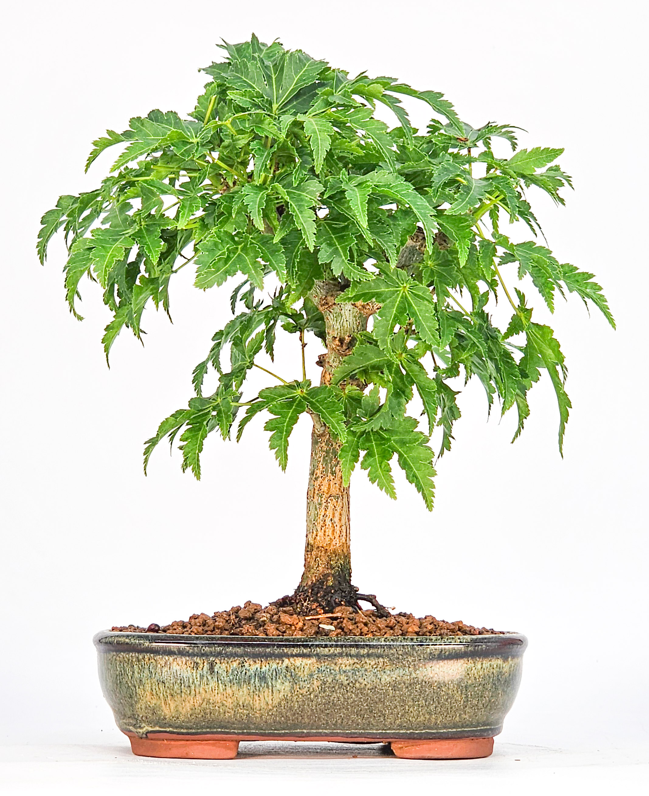 Bonsai Löwenkopfahorn- Acer palmatum Shishigashira Shohin 14cm