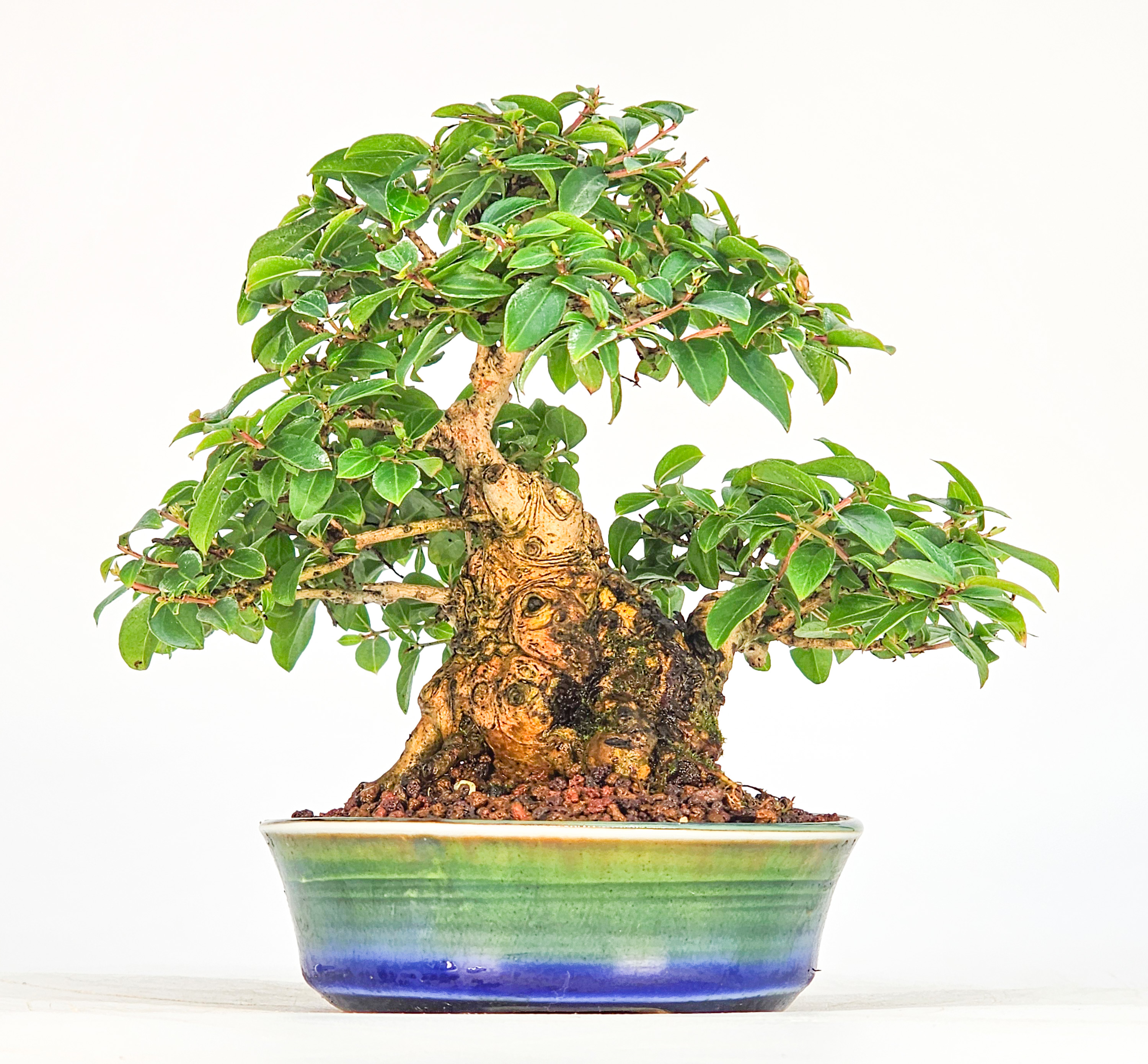 Bonsai Kreppmyrte  - Lagerstroemia indica Shohin 11,5cm