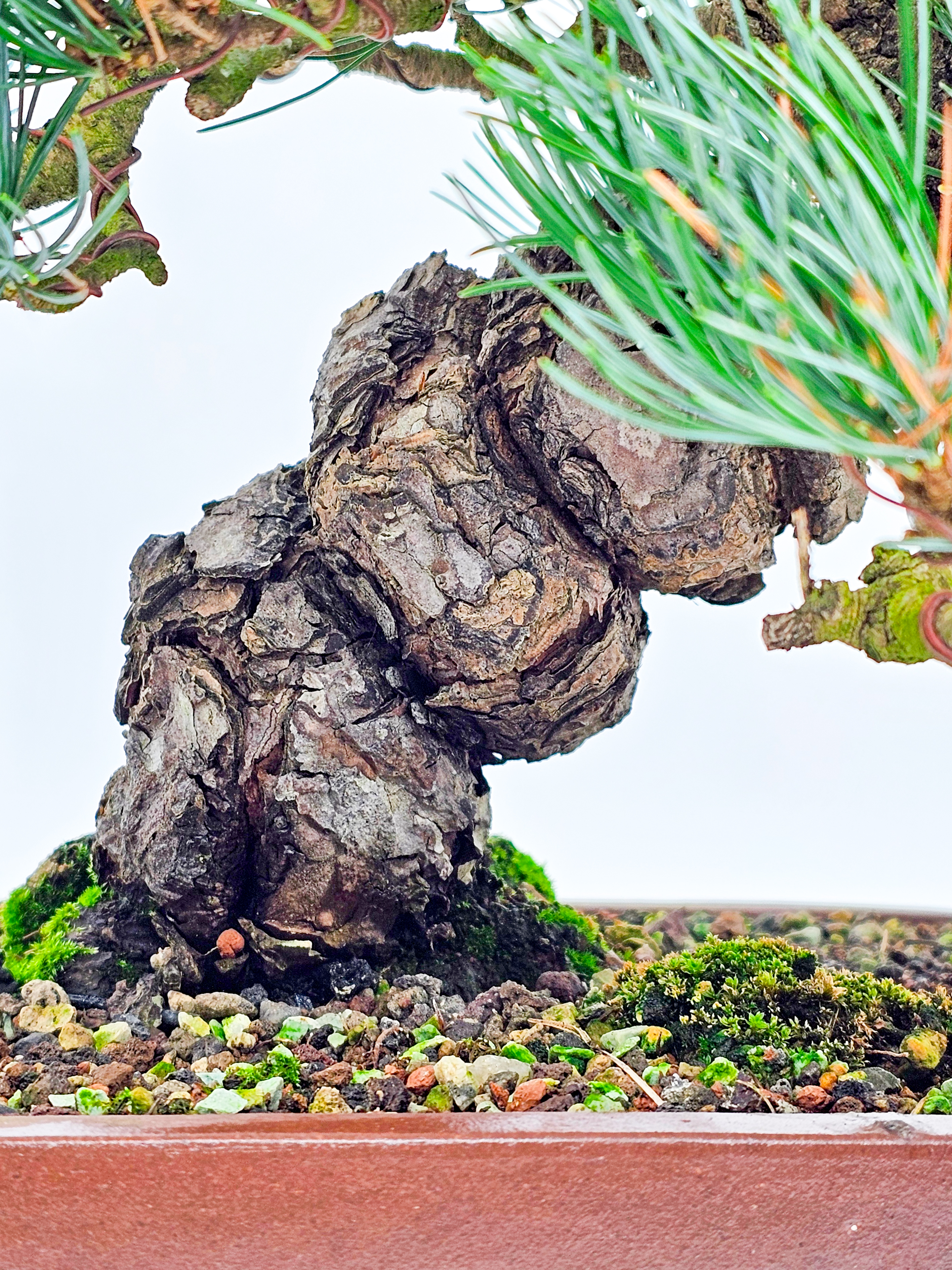 Bonsai Pinus parviflora Mädchenkiefer 27cm