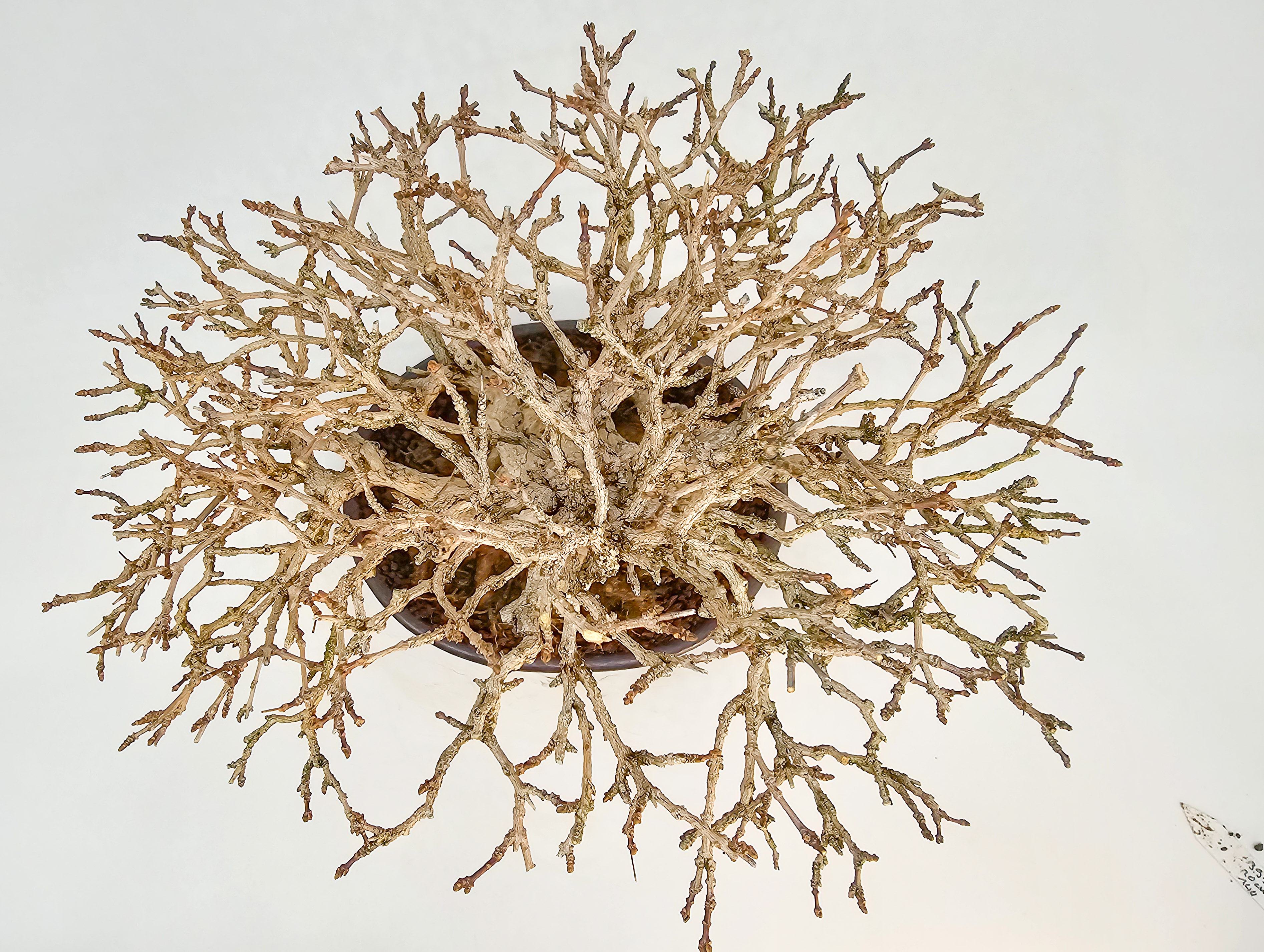 Bonsai Premium Duftahorn - Premna japonica Shohin 20cm 