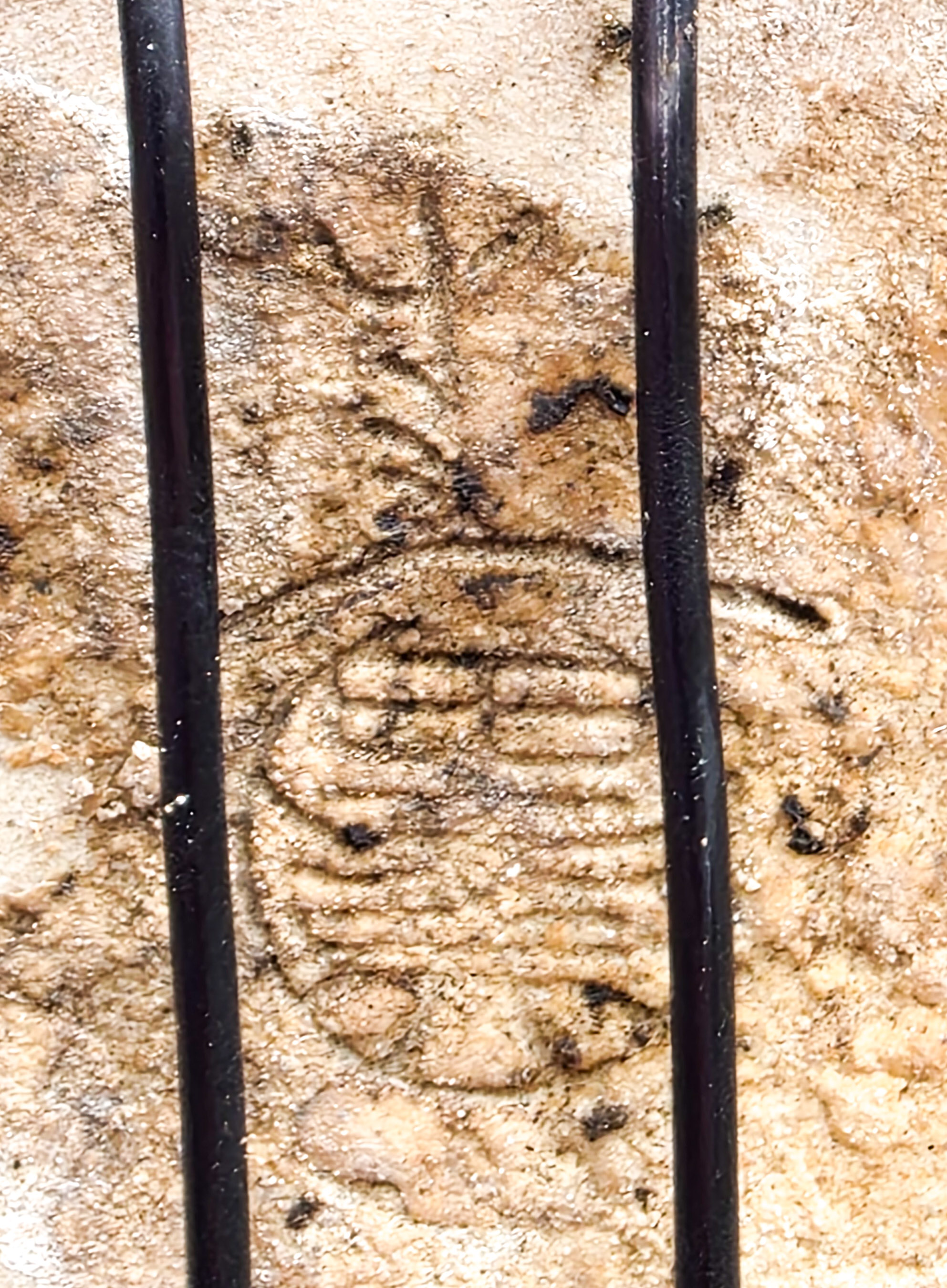 Bonsai Duftahorn - Premna japonica  Shohin 18cm