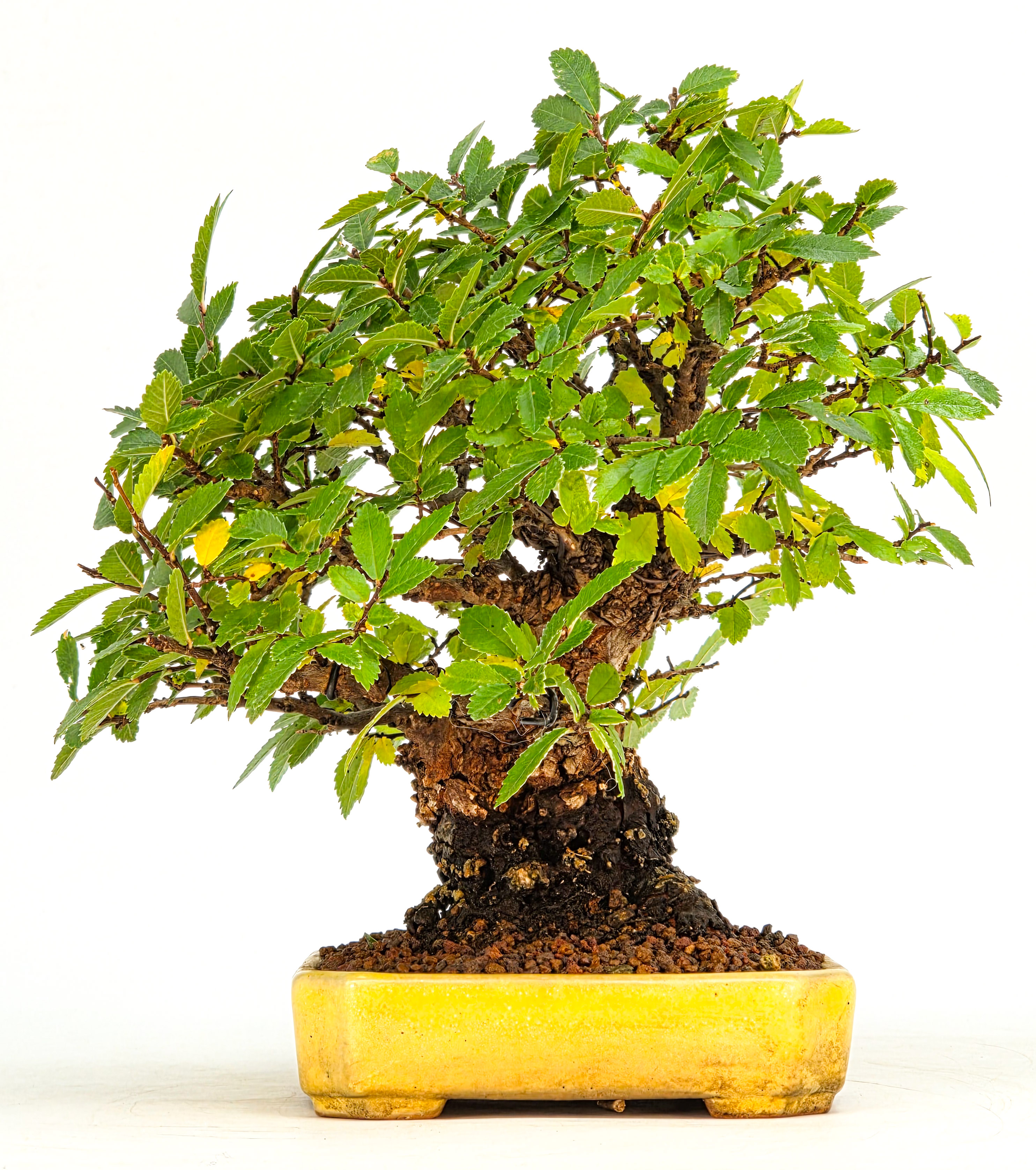 Bonsai Japanische Ulme - Ulmus parvifolia Shohin 17cm