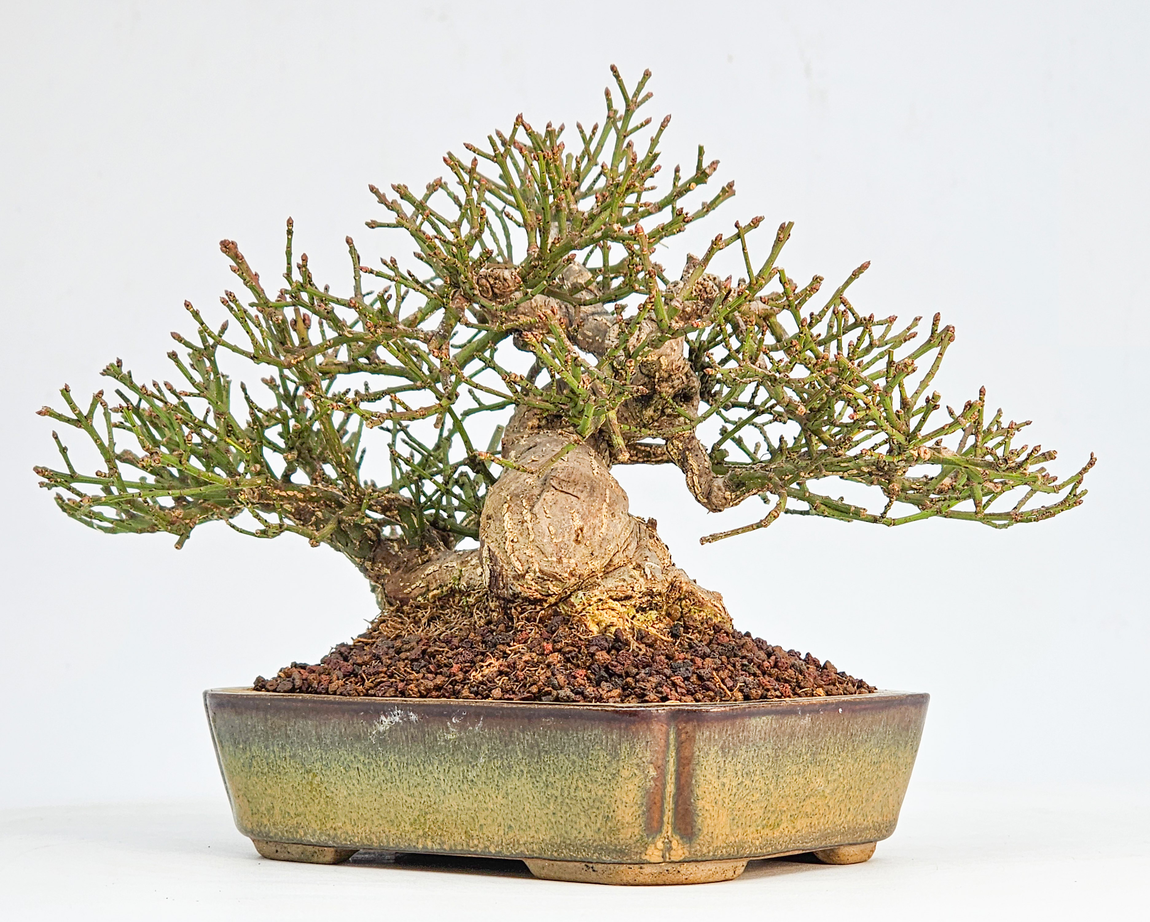  Bonsai Pfaffenhütchen - Euonymus Shohin 13,5cm
