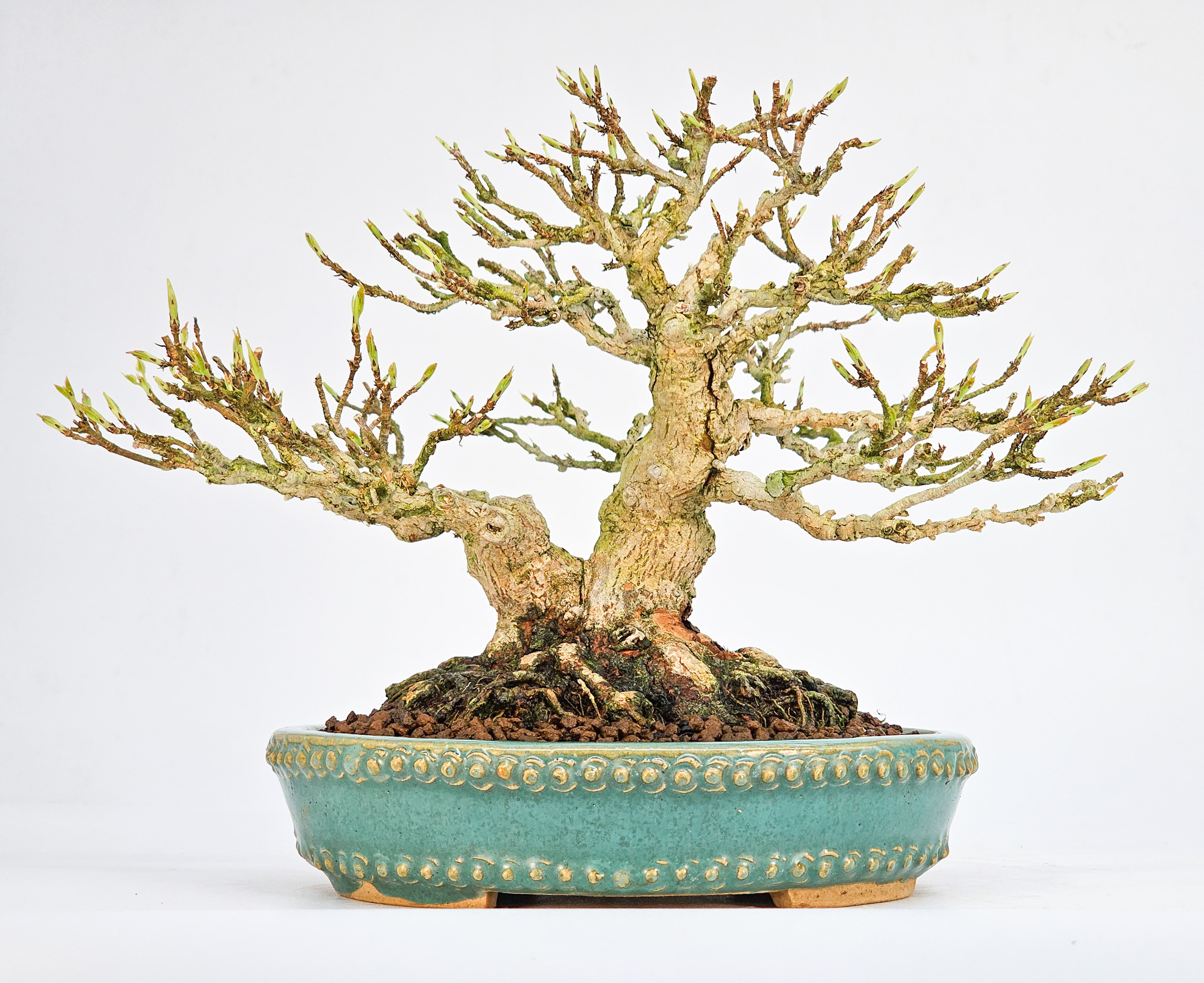 Bonsai Dreispitzahorn  - Acer buergerianum Shohin 16cm