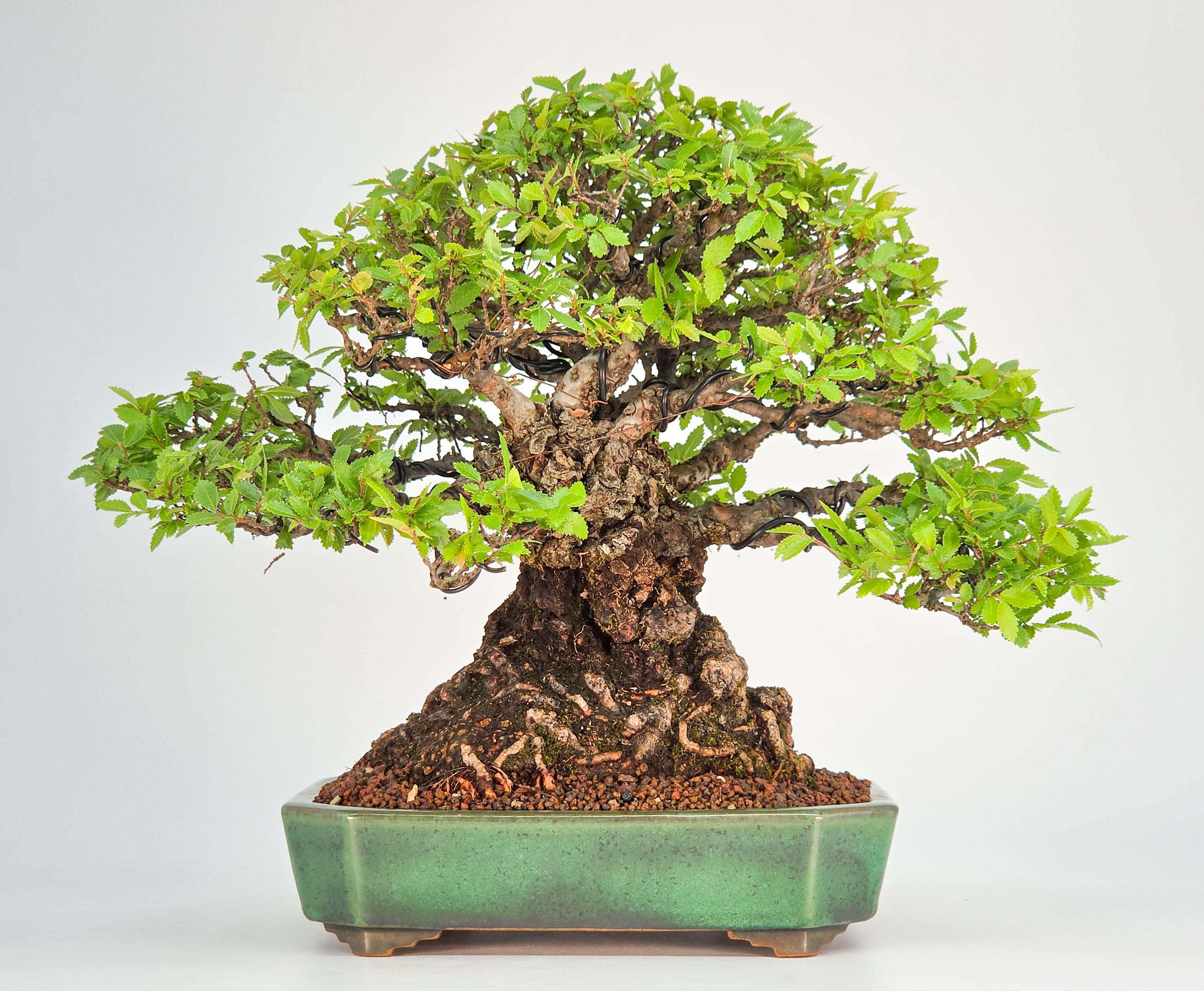 Bonsai Premium Japanische Ulme - Ulmus parvifolia 23cm