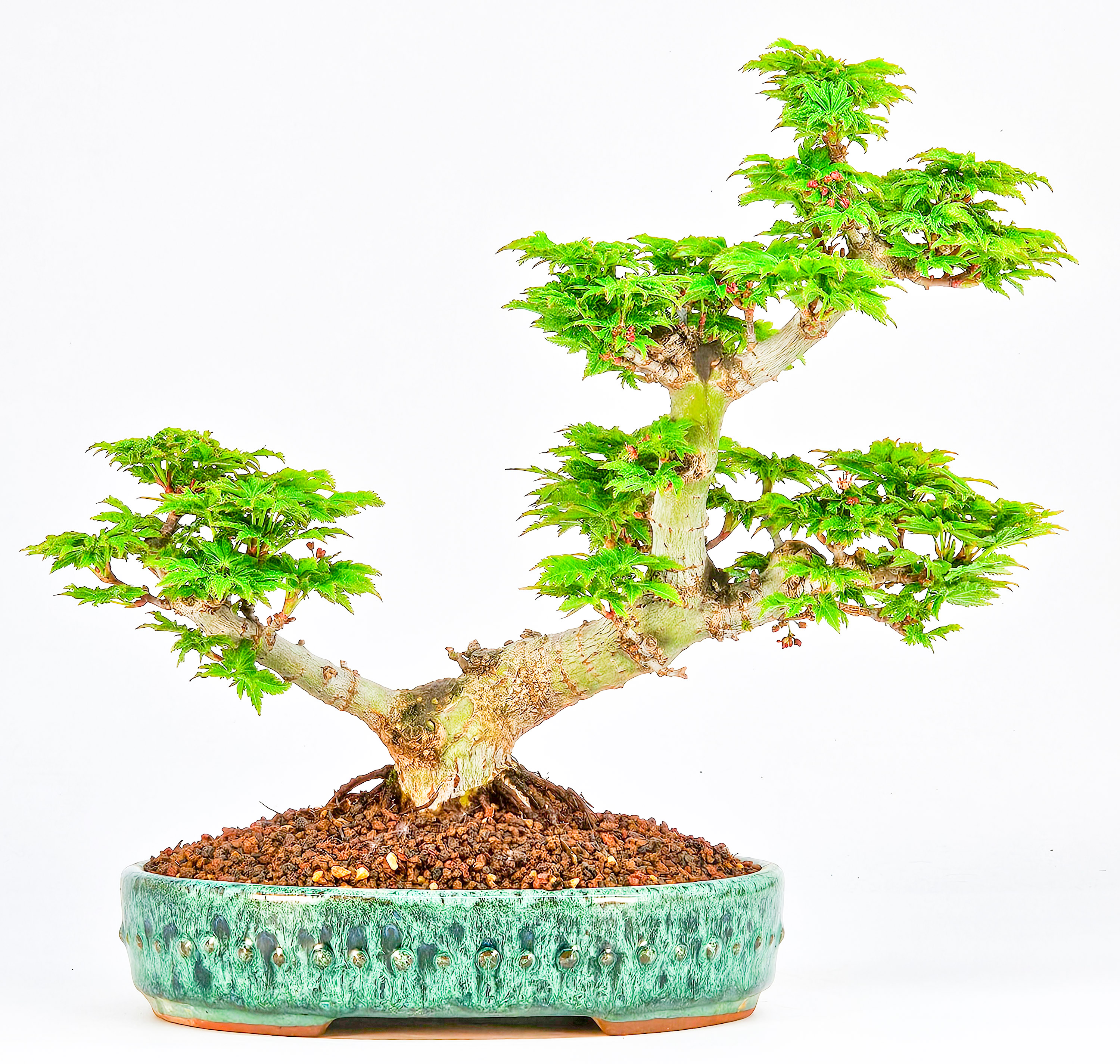 Bonsai Löwenkopfahorn- Acer palmatum Shishigashira Shohin 20cm