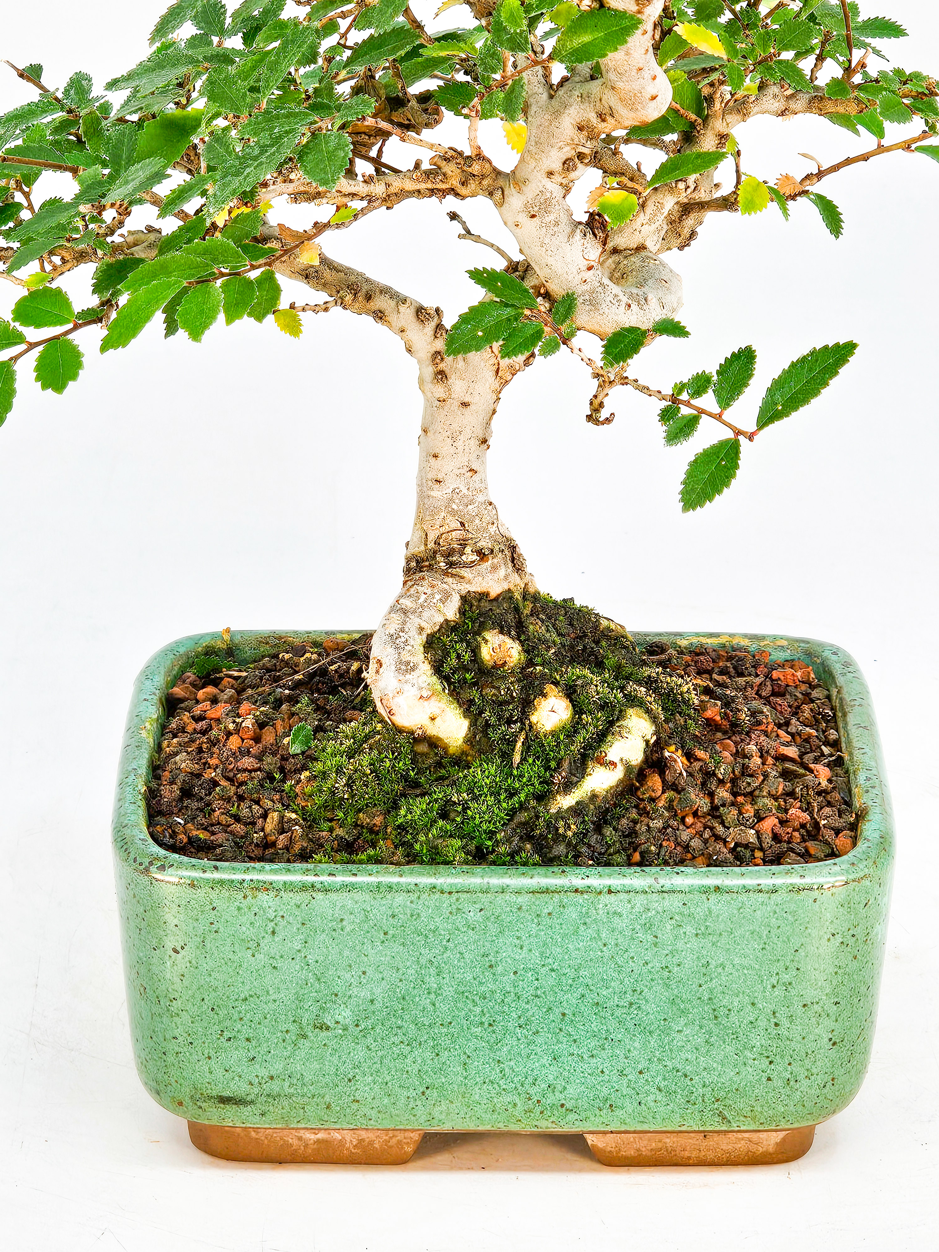 Bonsai Ulmus parvifolia 21cm  