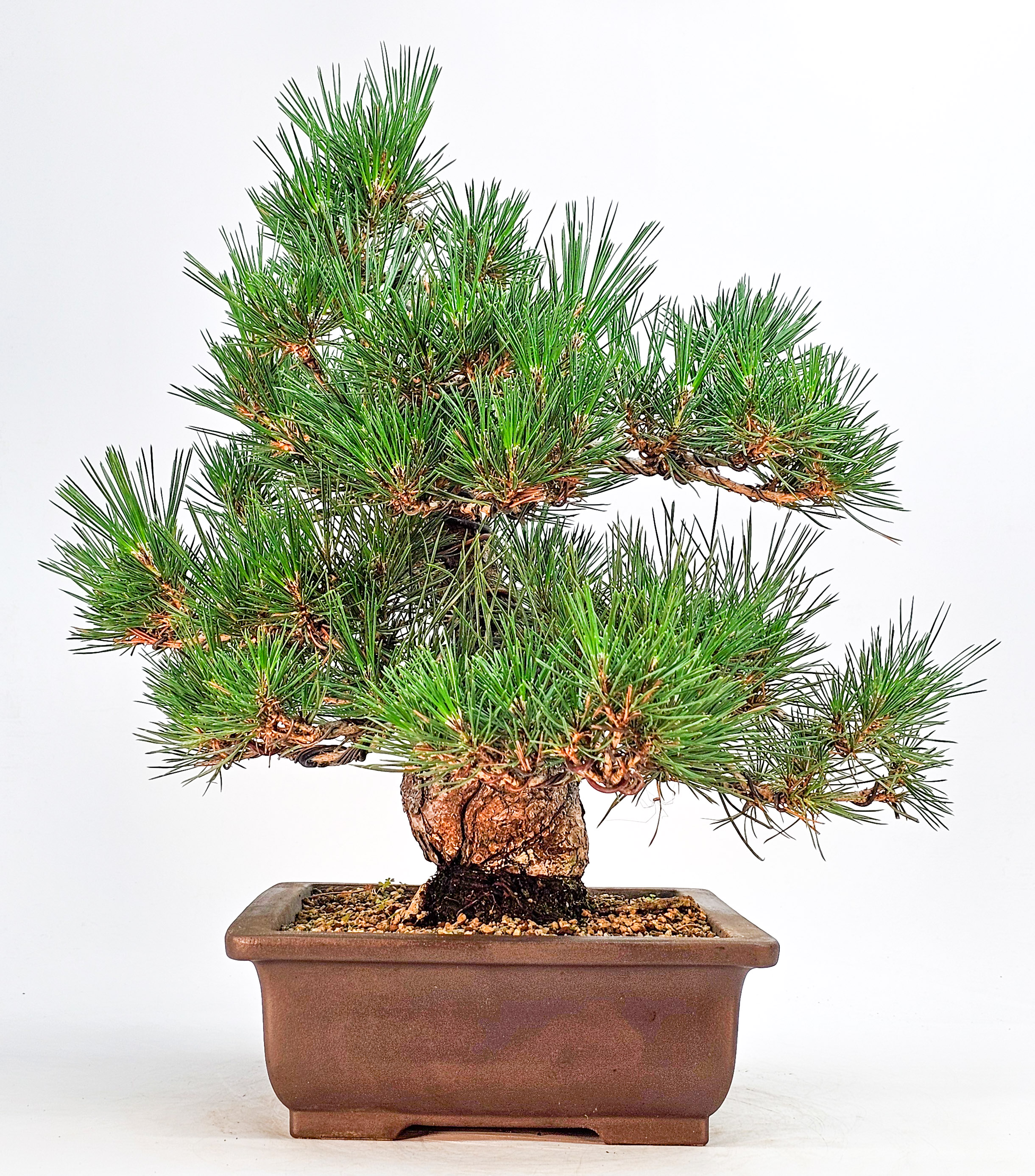 Bonsai Schwarzkiefer - Pinus thunbergii 36cm  