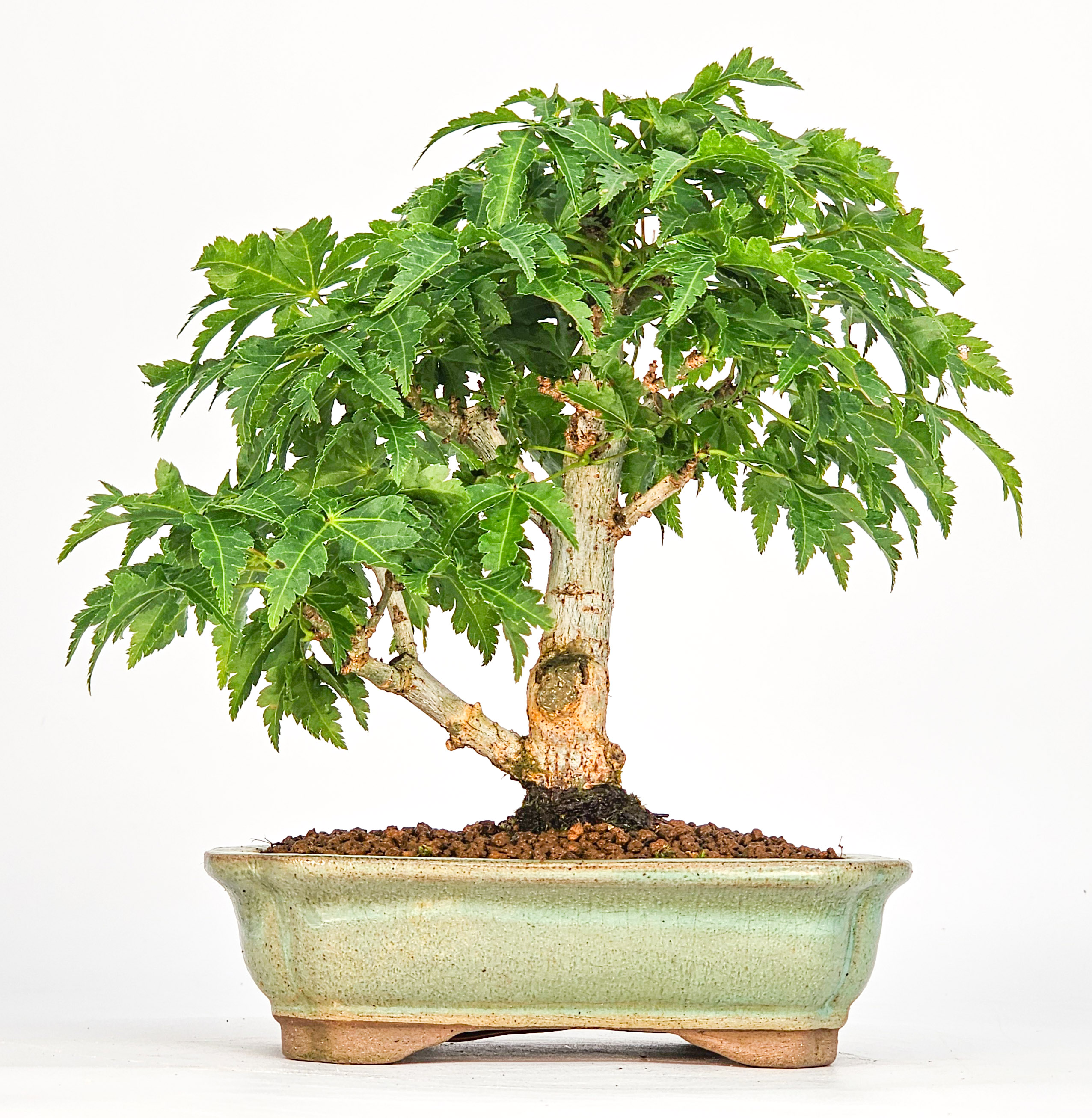 Bonsai Löwenkopfahorn- Acer palmatum Shishigashira Shohin 14cm
