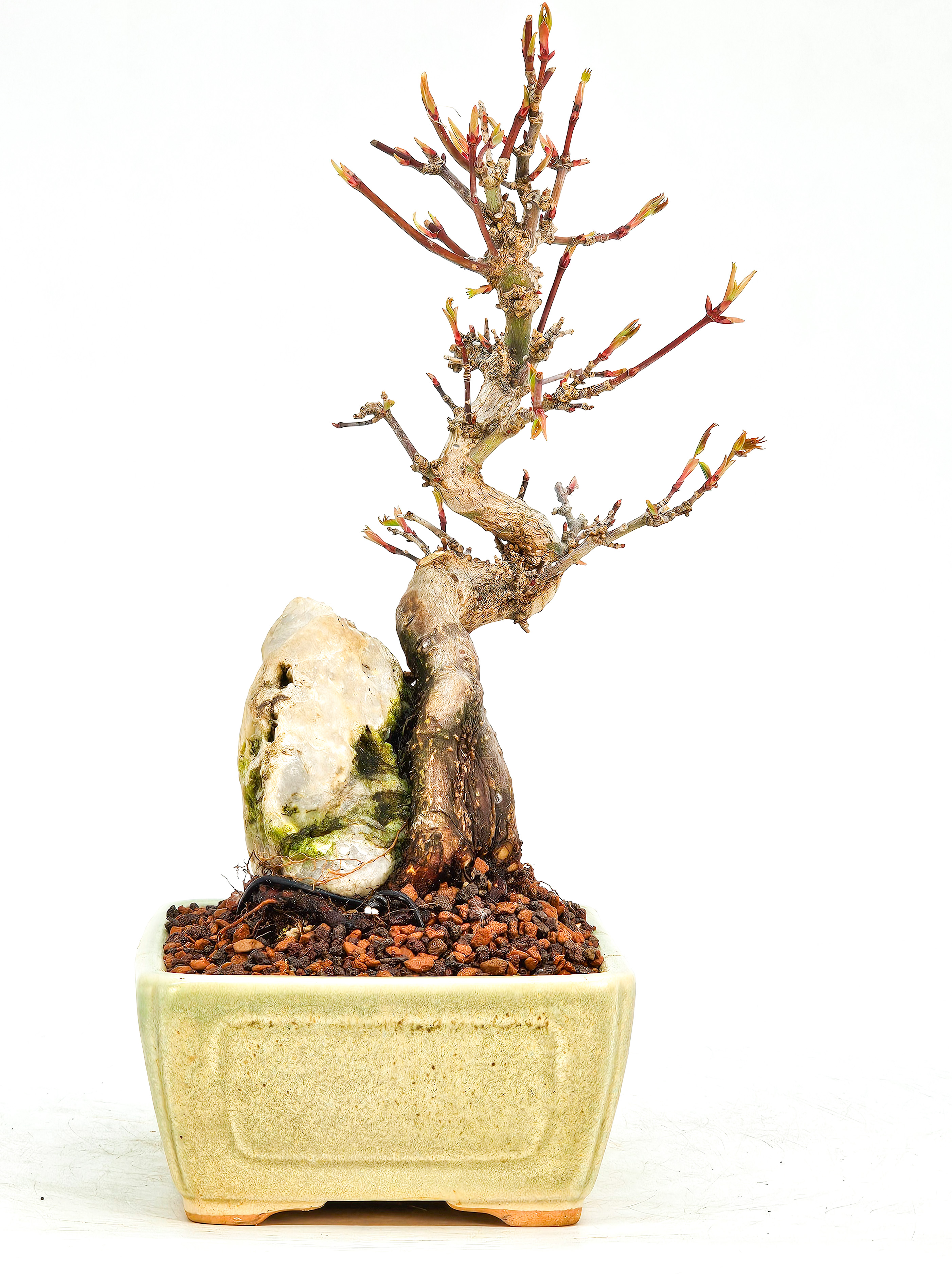 Bonsai Fächerahorn Acer Palmatum Shohin 17cm