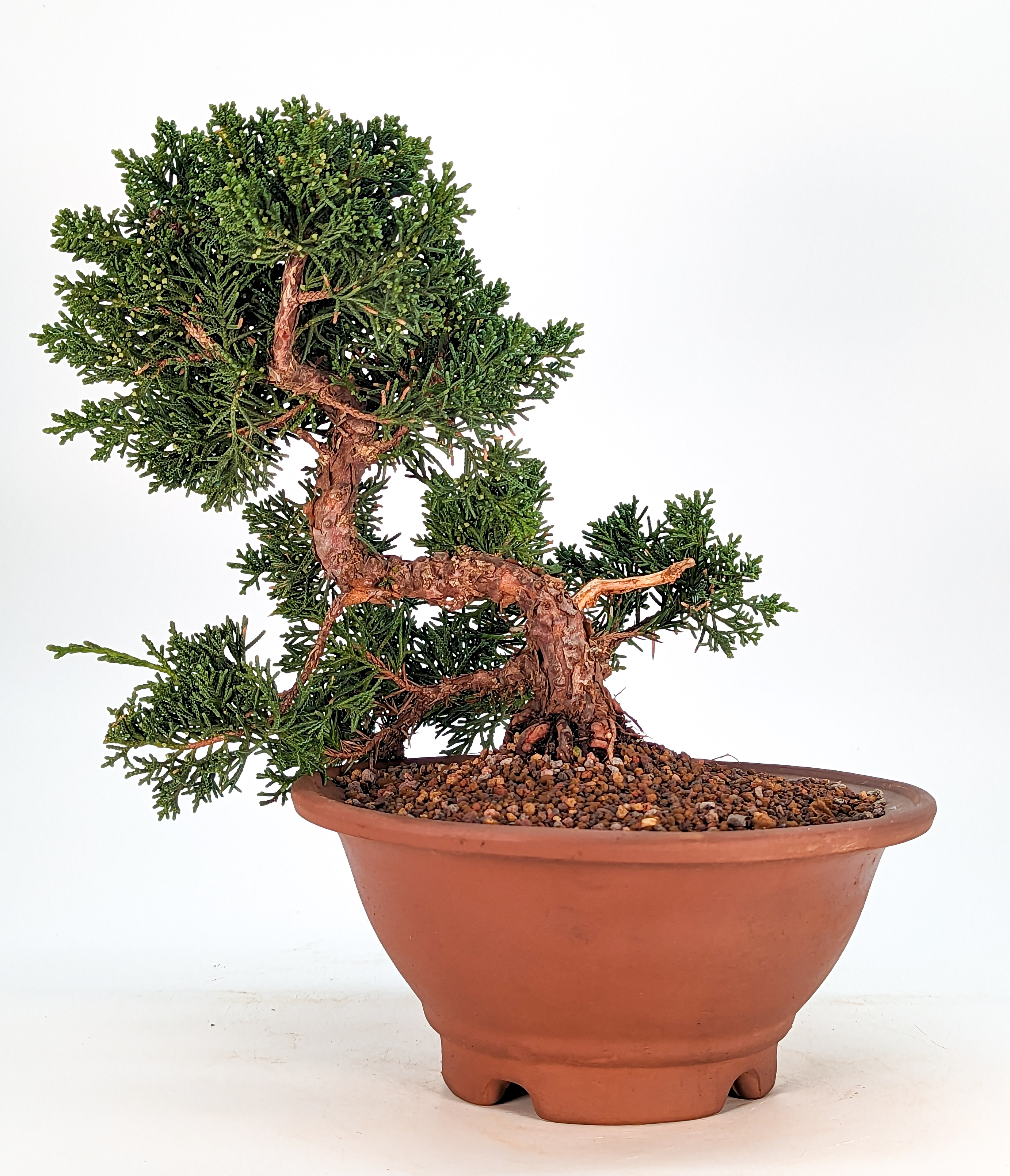 Bonsai Wacholder Juniperus chinensis 12 Jahre Shohin 19cm 