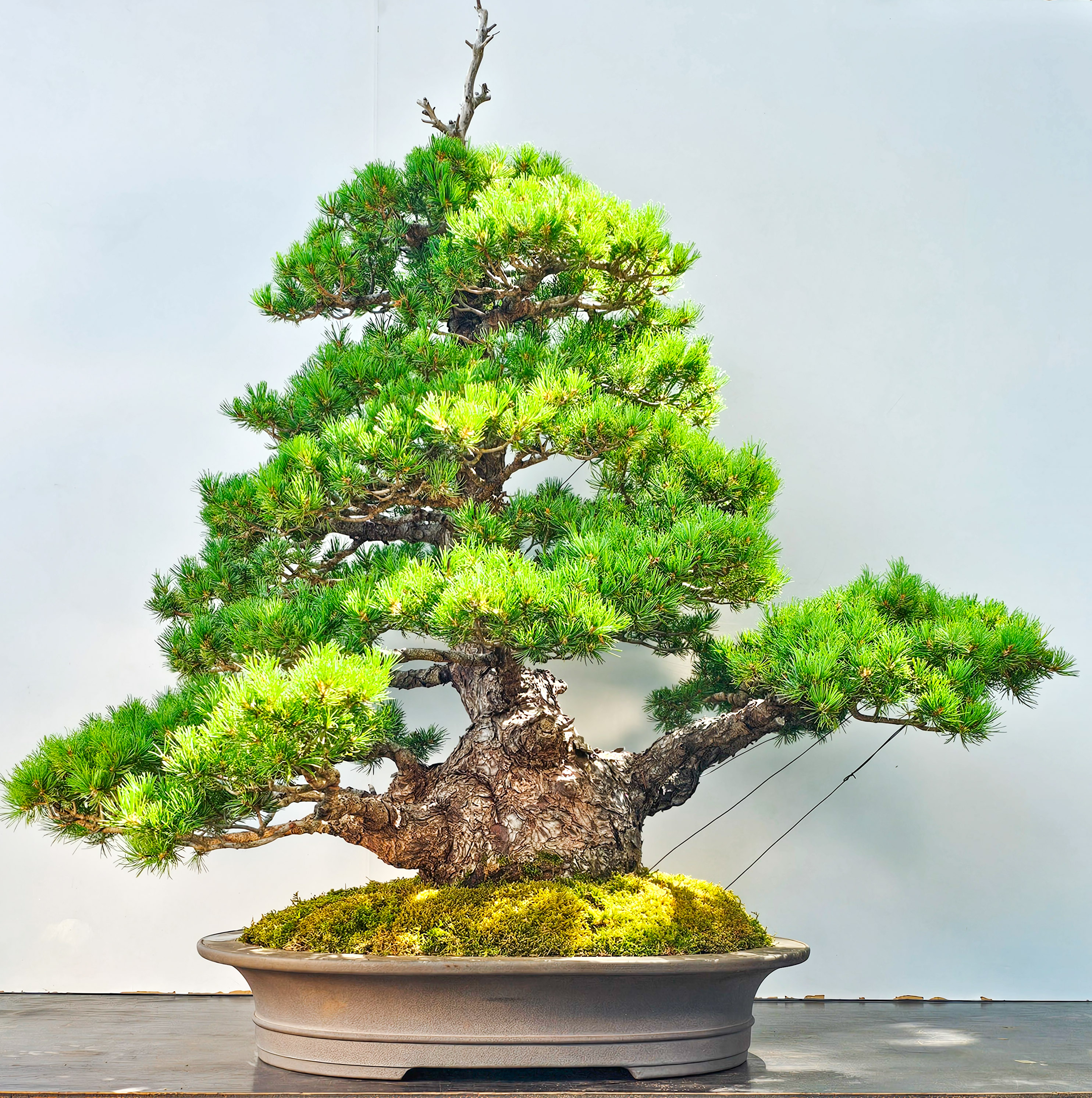 Bonsai Mädchenkiefer Pinus parviflora zuisho 86cm Video!! Bonsai Mädchenkiefer Pinus parviflora zuisho 86cm Video!!