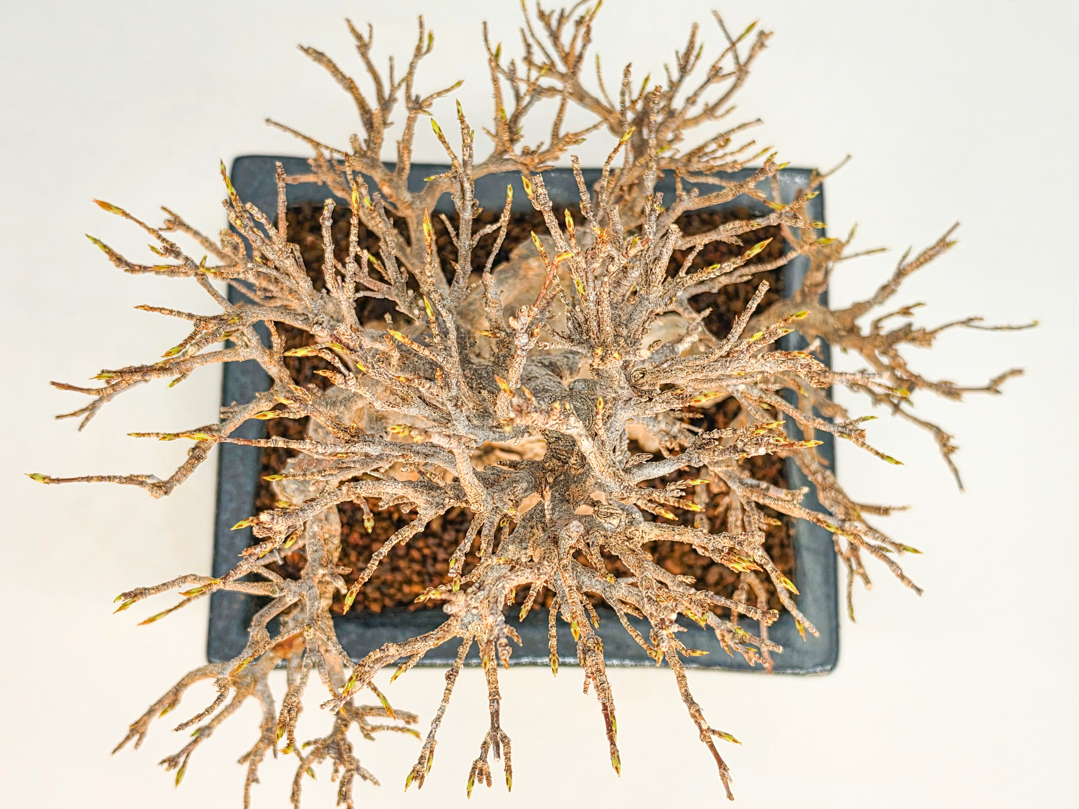 Bonsai Premium Dreispitzahorn - Acer buergerianum Shohin 20cm Video!!