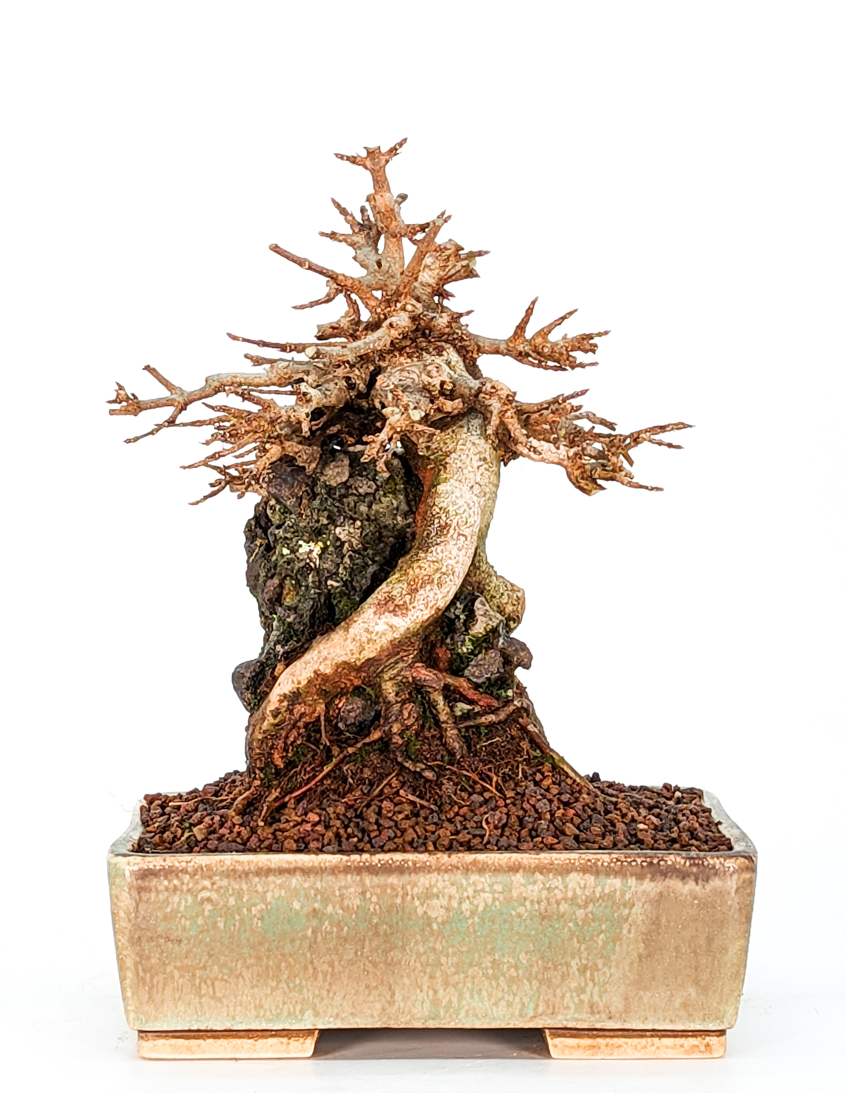Bonsai Dreispitzahorn  - Acer buergerianum Shohin 16cm   