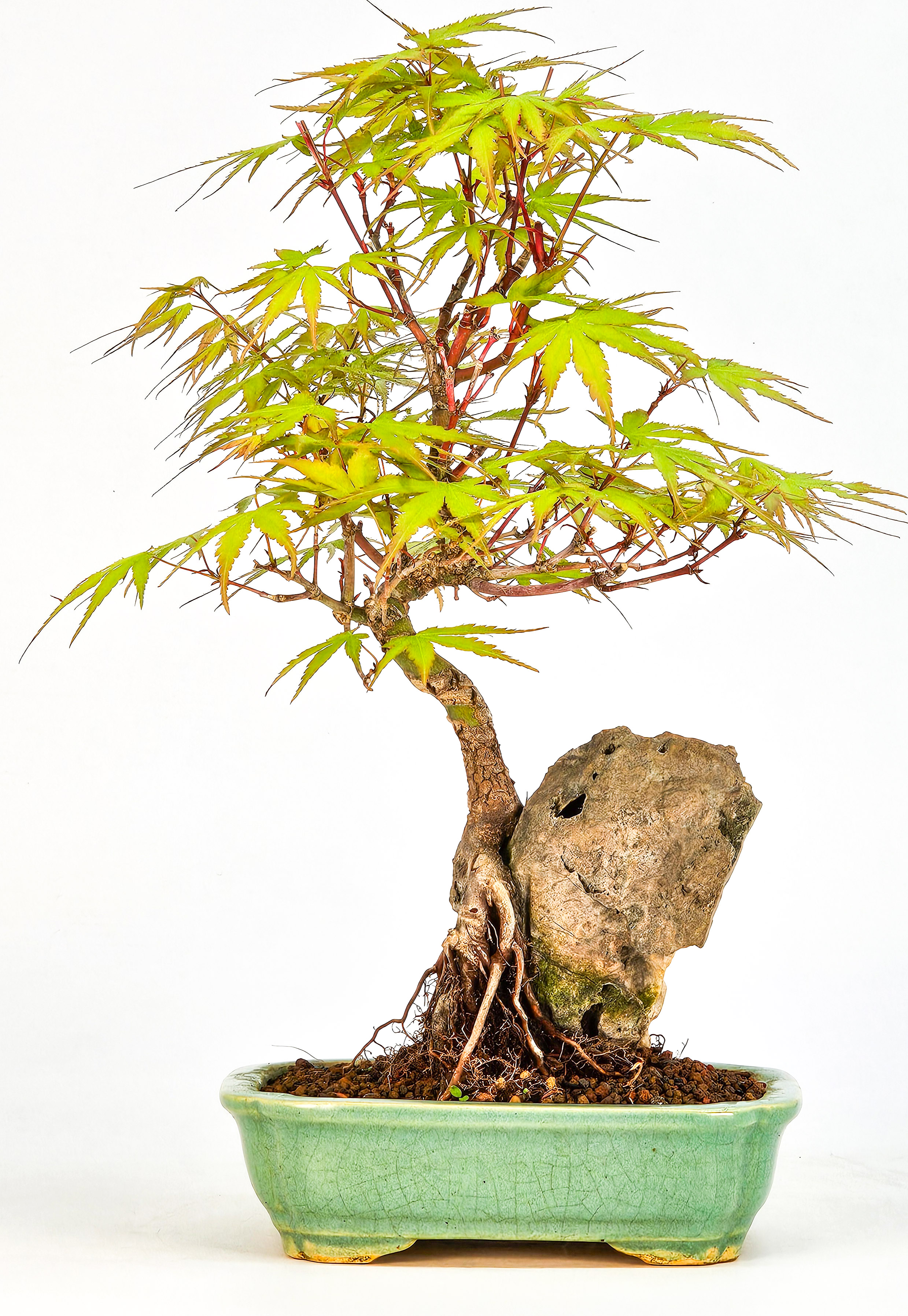 Bonsai Fächerahorn - Acer palmatum Arakawa 26cm  