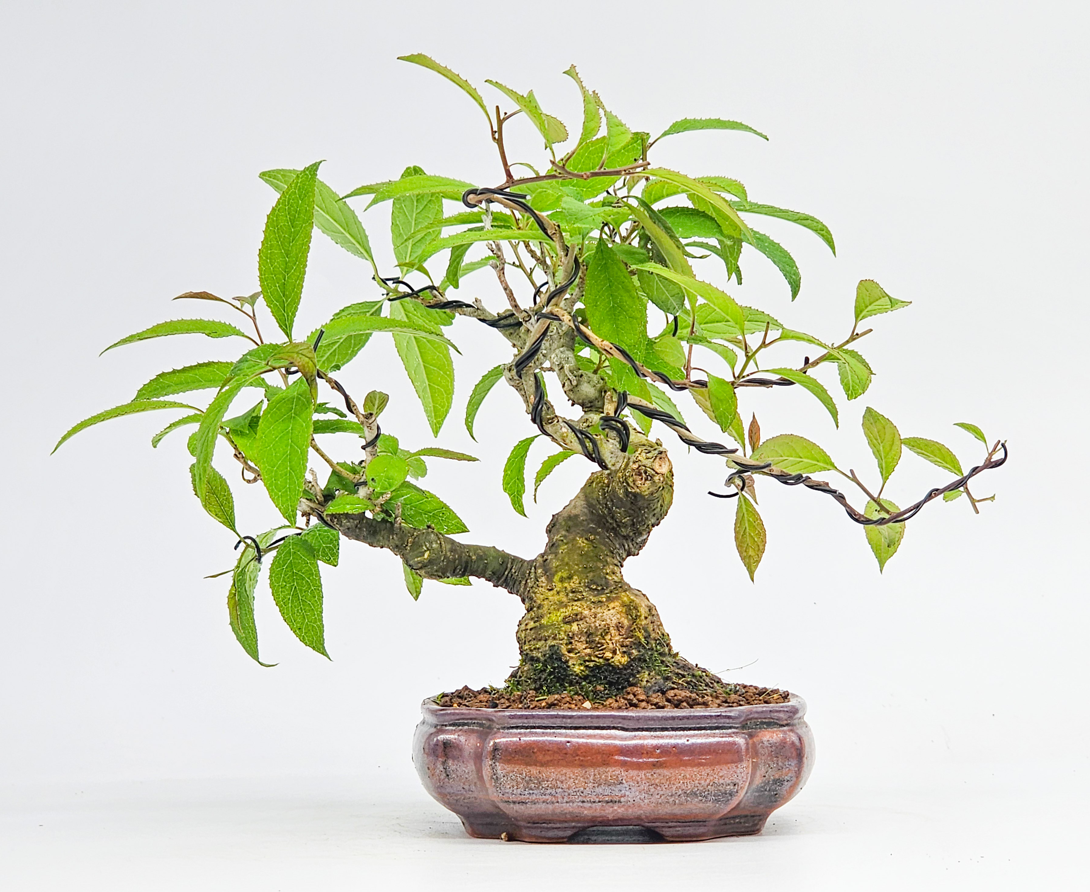 Bonsai Jap. Winterbeere - Ilex serrata Shohin 17cm