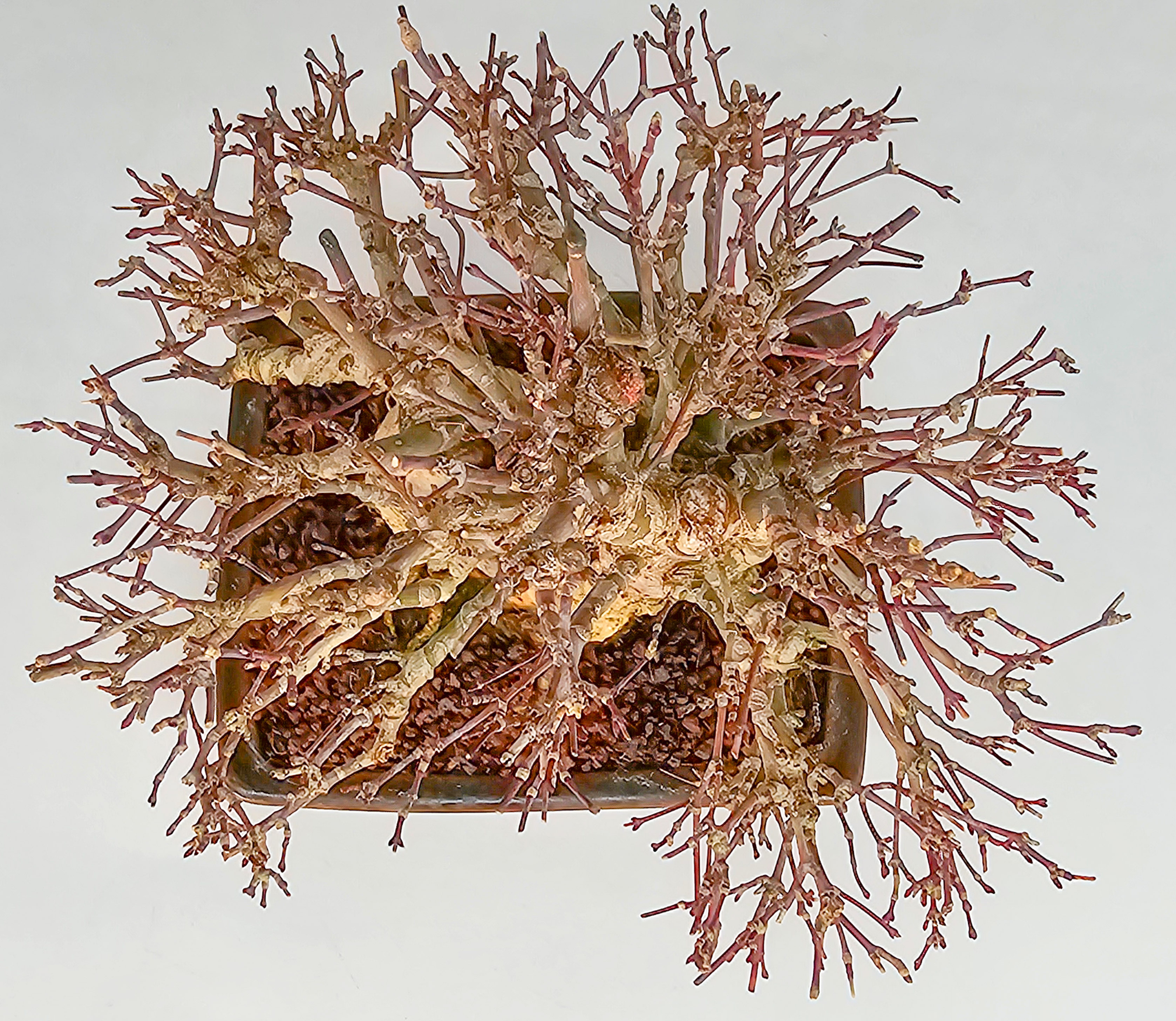 Bonsai Premium Fächerahorn - Acer Palmatum maihime Shohin 16cm