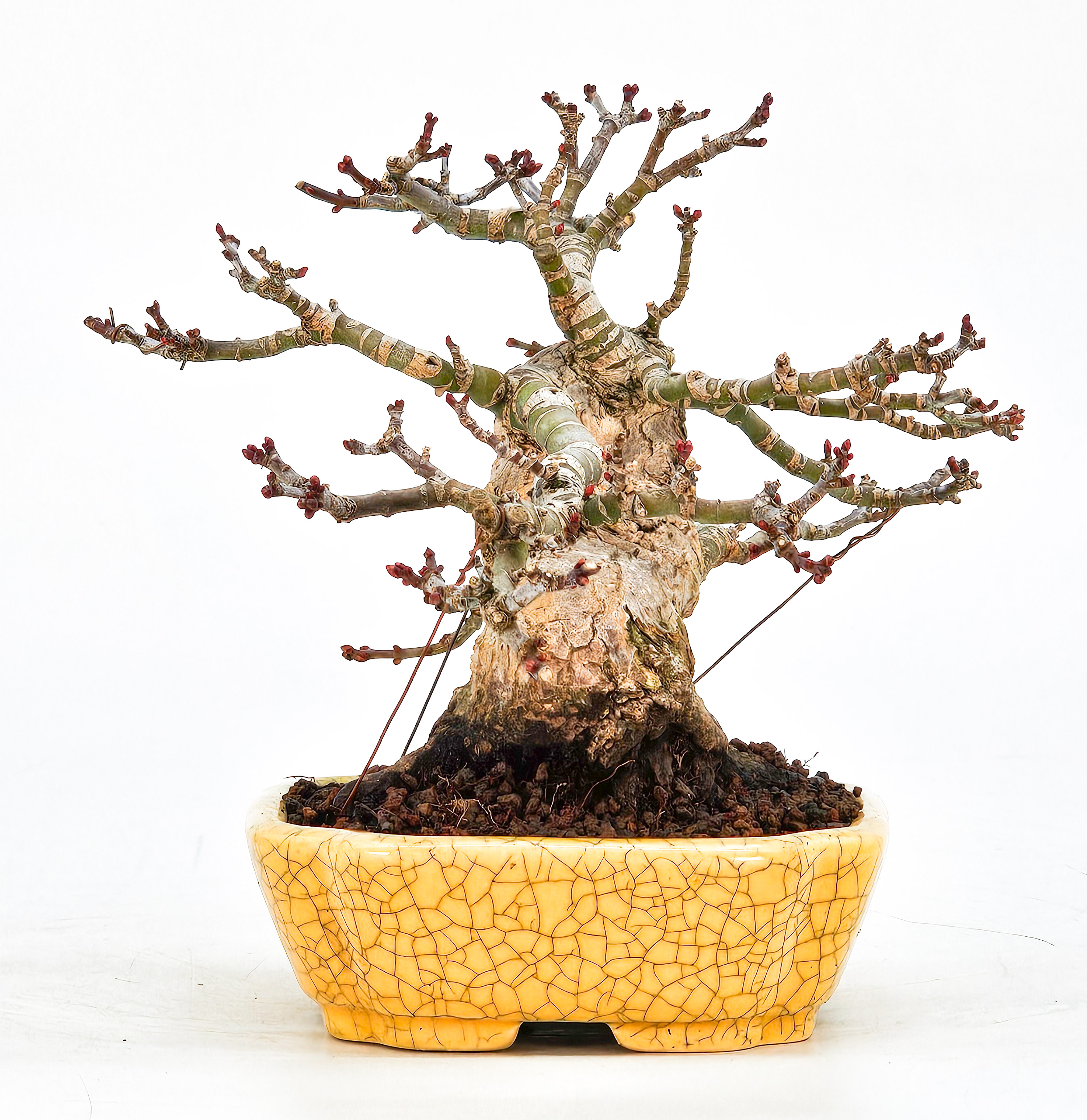 Bonsai Löwenkopfahorn- Acer palmatum Shishigashira Shohin 12cm