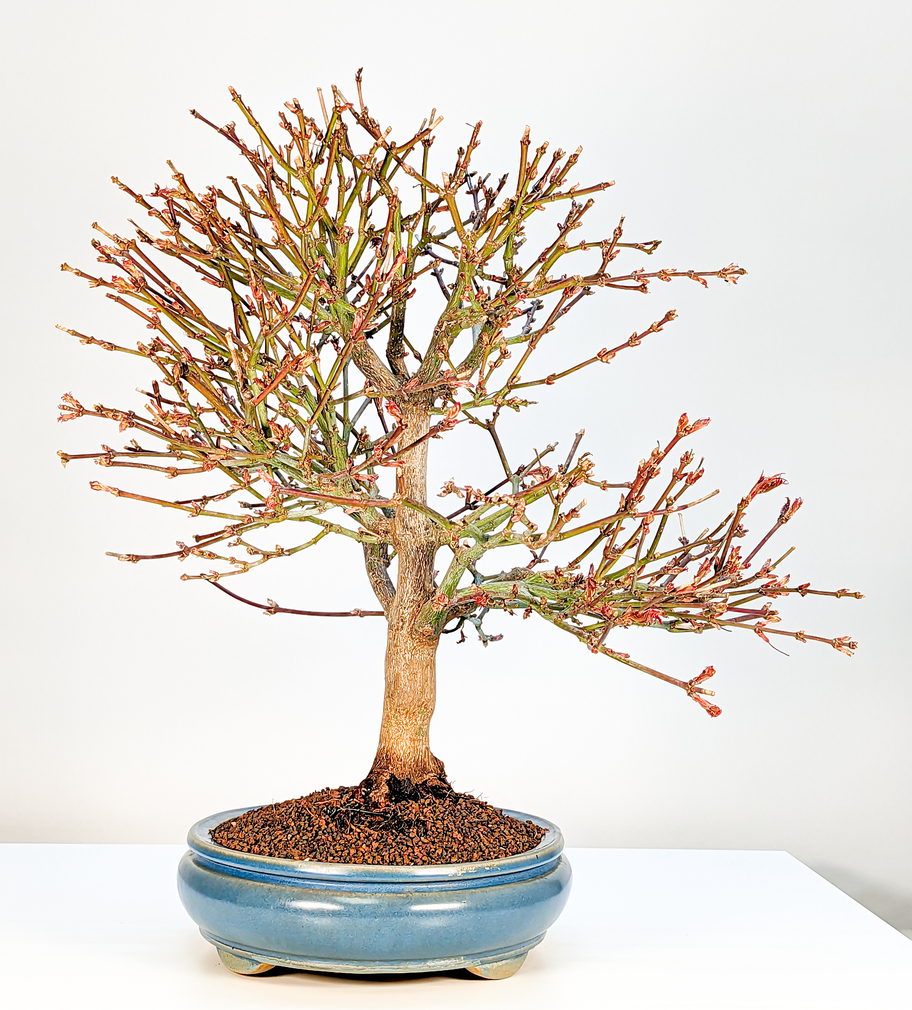 Bonsai Fächerahorn Acer palmatum Shaina 21 Jahre 45cm  
