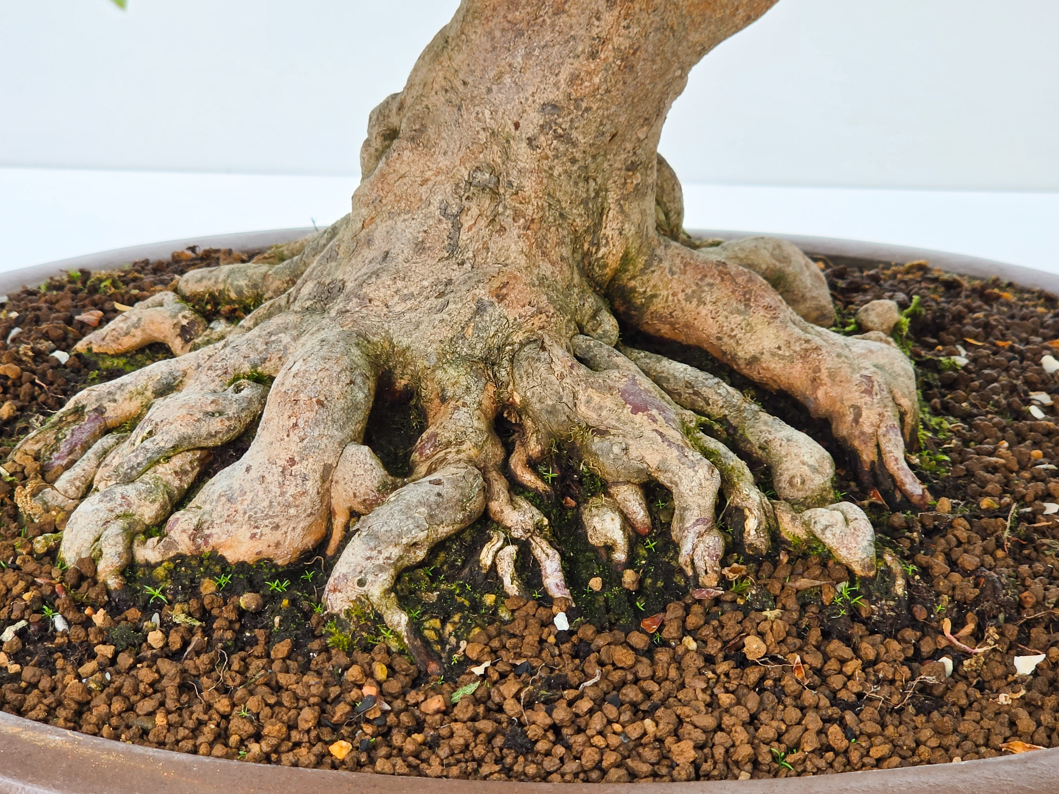 Bonsai Premium Azalee -  Rhododendron indicum kinsai 60cm