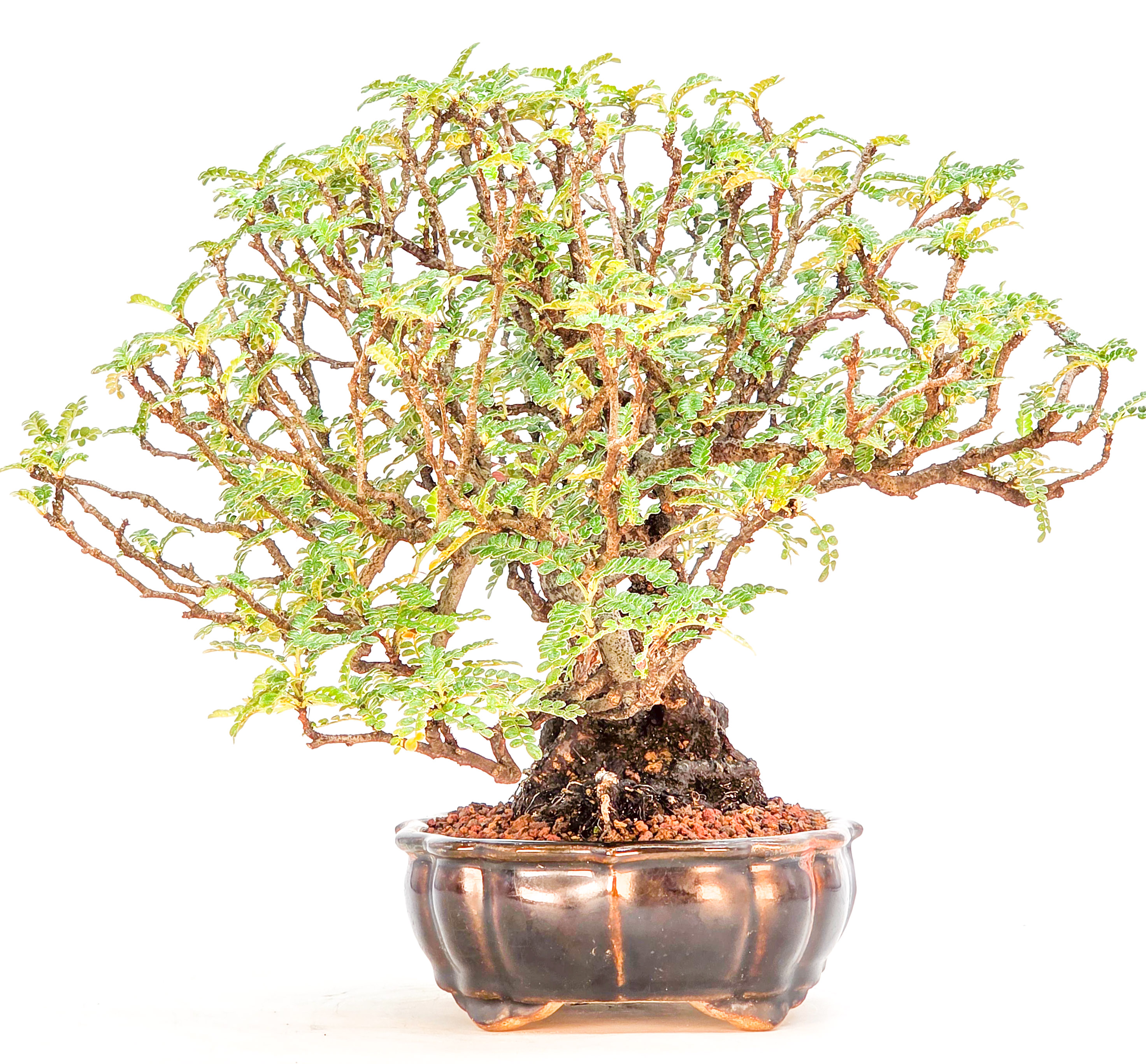 Bonsai Osteomeles anthyllidifolia Shohin 21cm