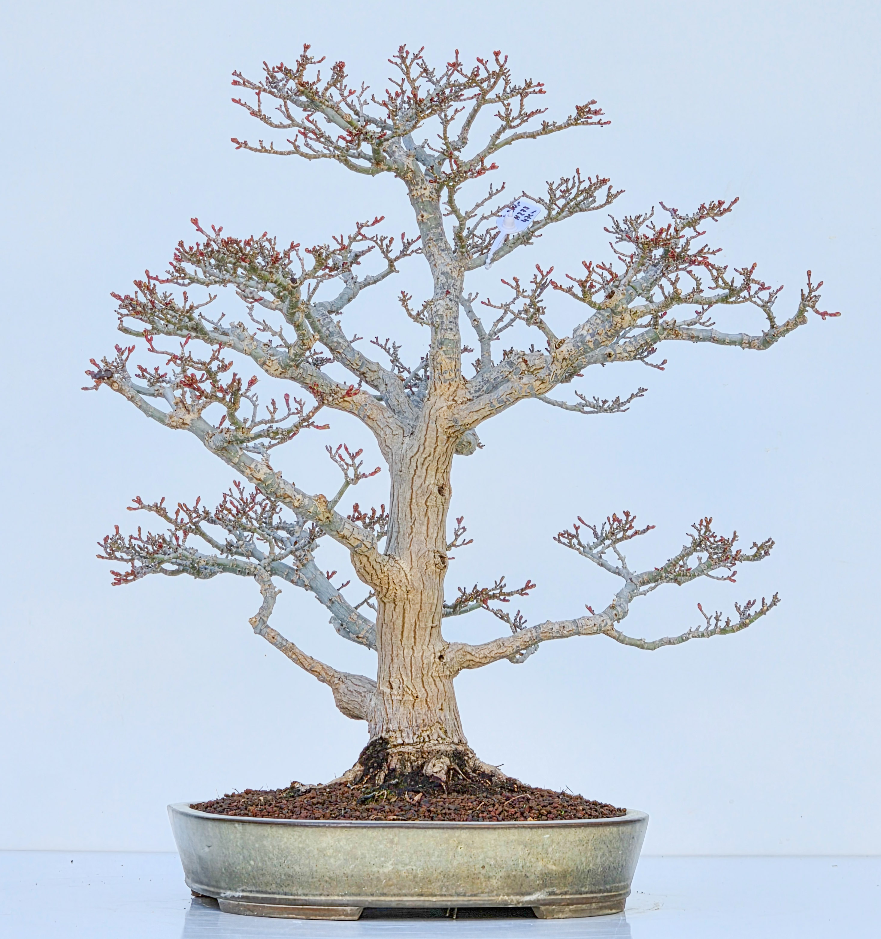 Bonsai Premium Löwenkopfahorn- Acer palmatum Shishigashira 47cm Video!!