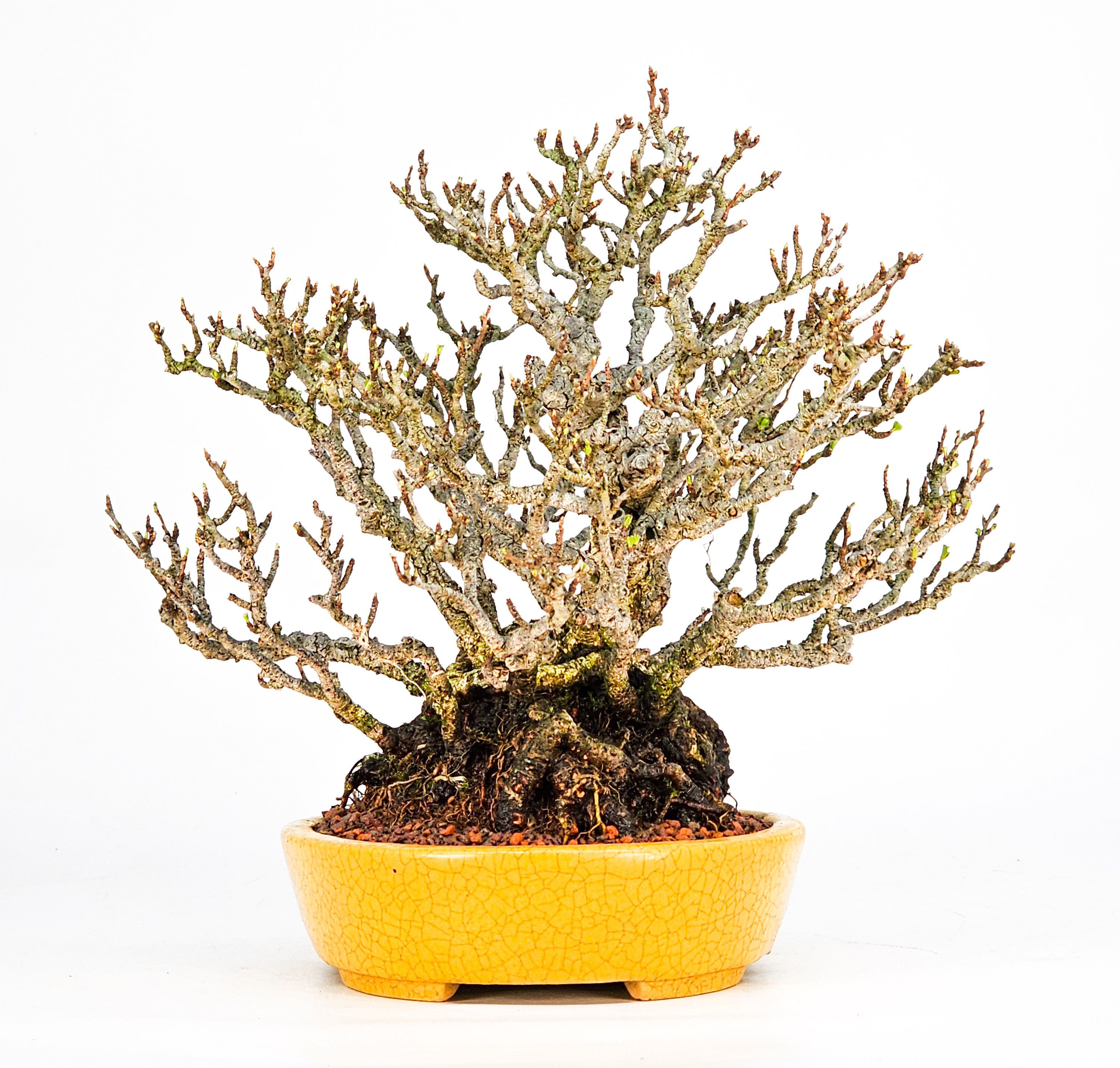 Bonsai Zierquitte - Chaenomeles - Chojubai Shohin 20,5cm Video!!