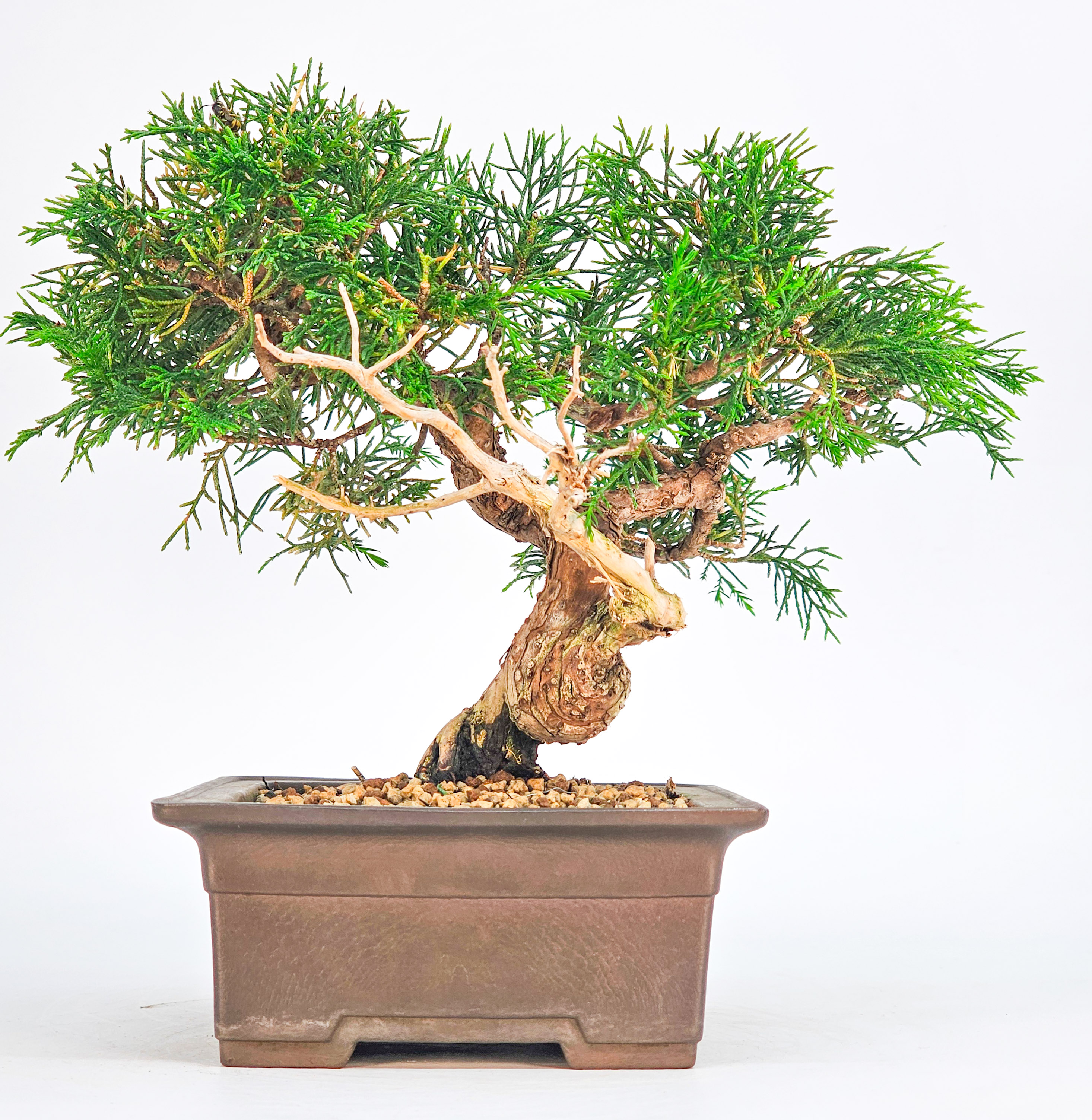 Bonsai Wacholder Juniperus chinensis Shohin 17cm 