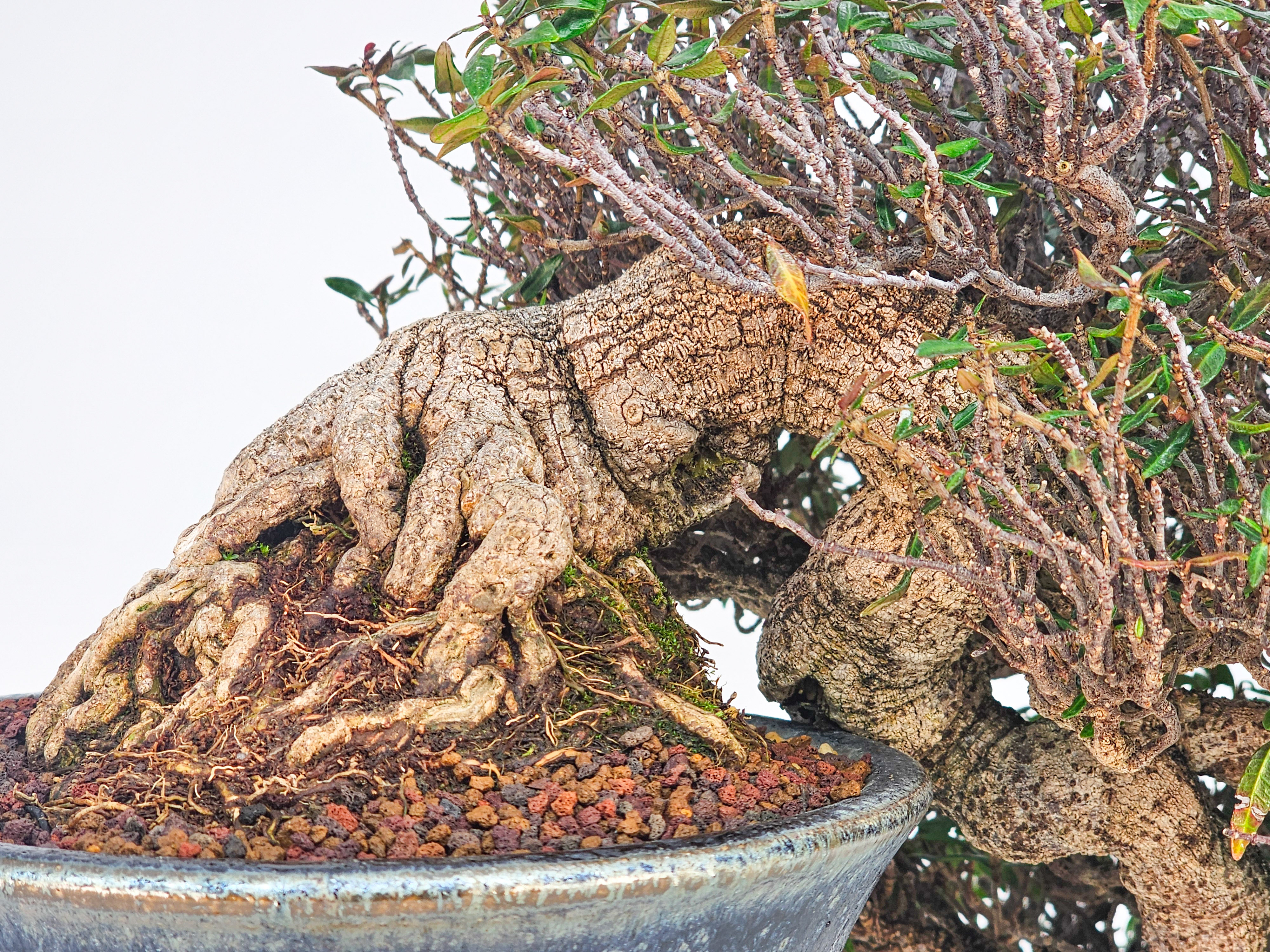 Bonsai Premium Sternjasmin - Trachelospermum asiaticum 25cm