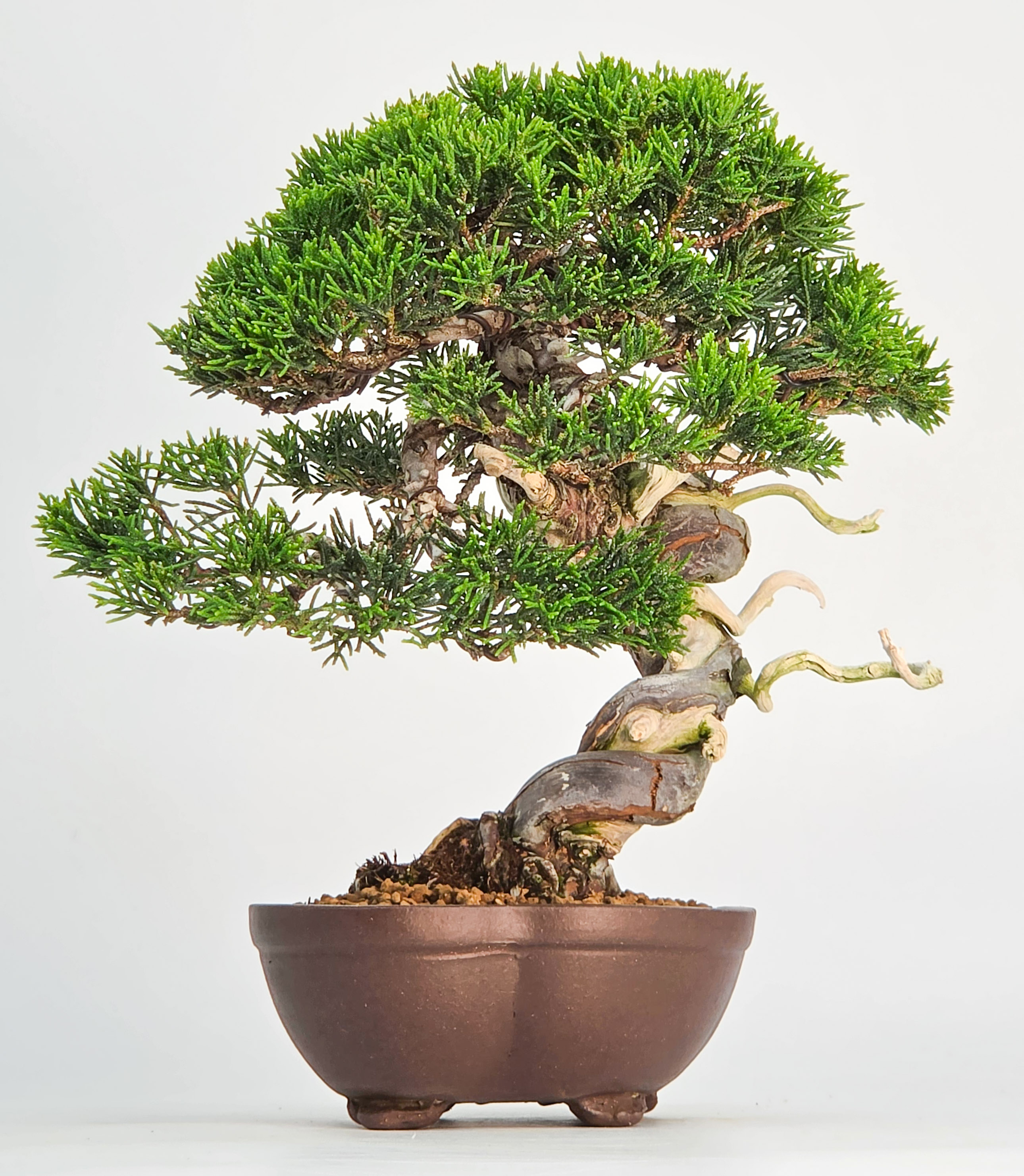 Bonsai Wacholder - Juniperus chinensis Shohin 21cm