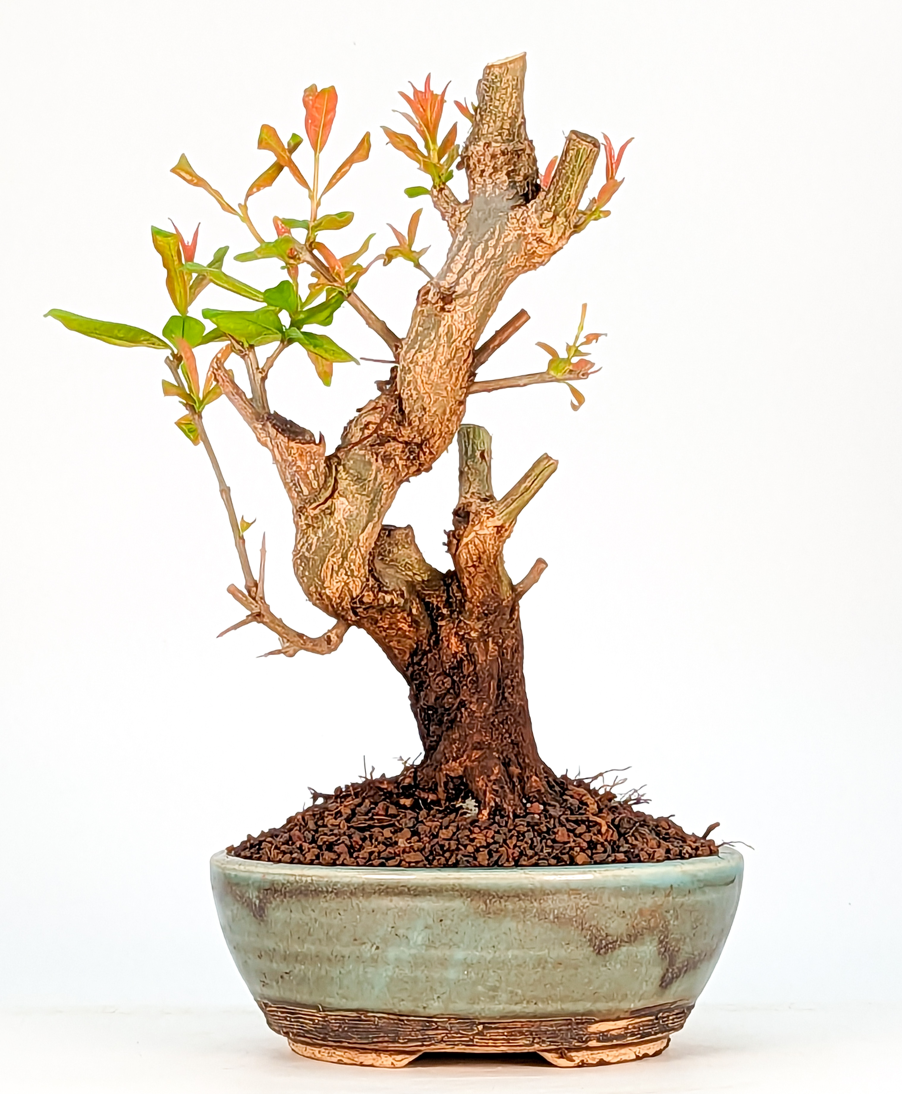 Bonsai 14 Jahre Granatapfel Punica granatum nejikan Shohin 21cm 