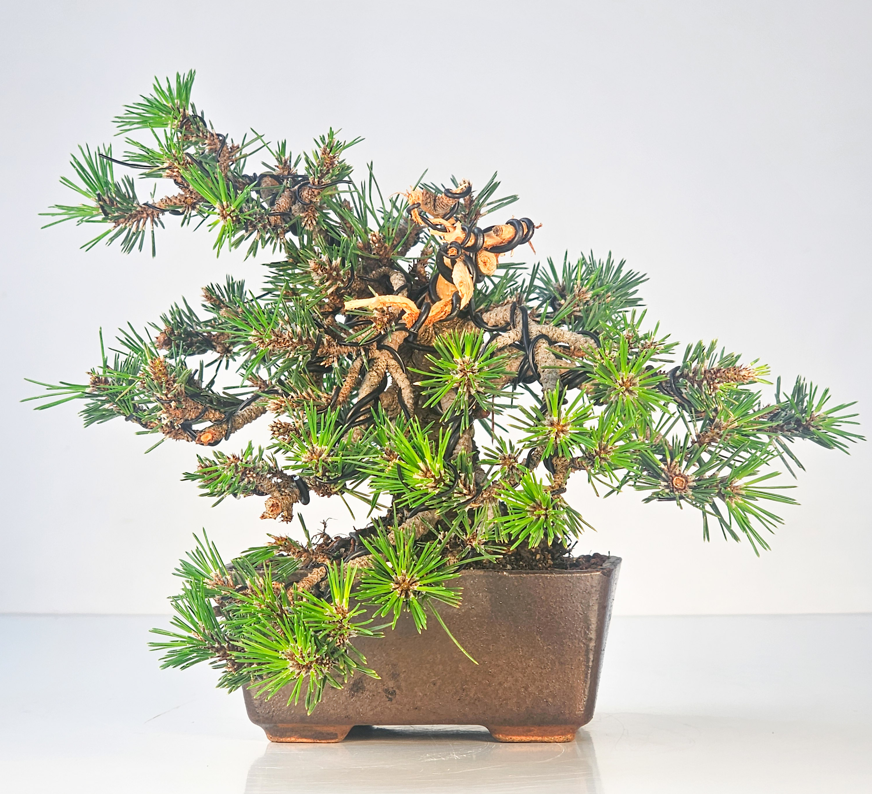 Bonsai Schwarzkiefer - Pinus thunbergii senjumaru 18cm