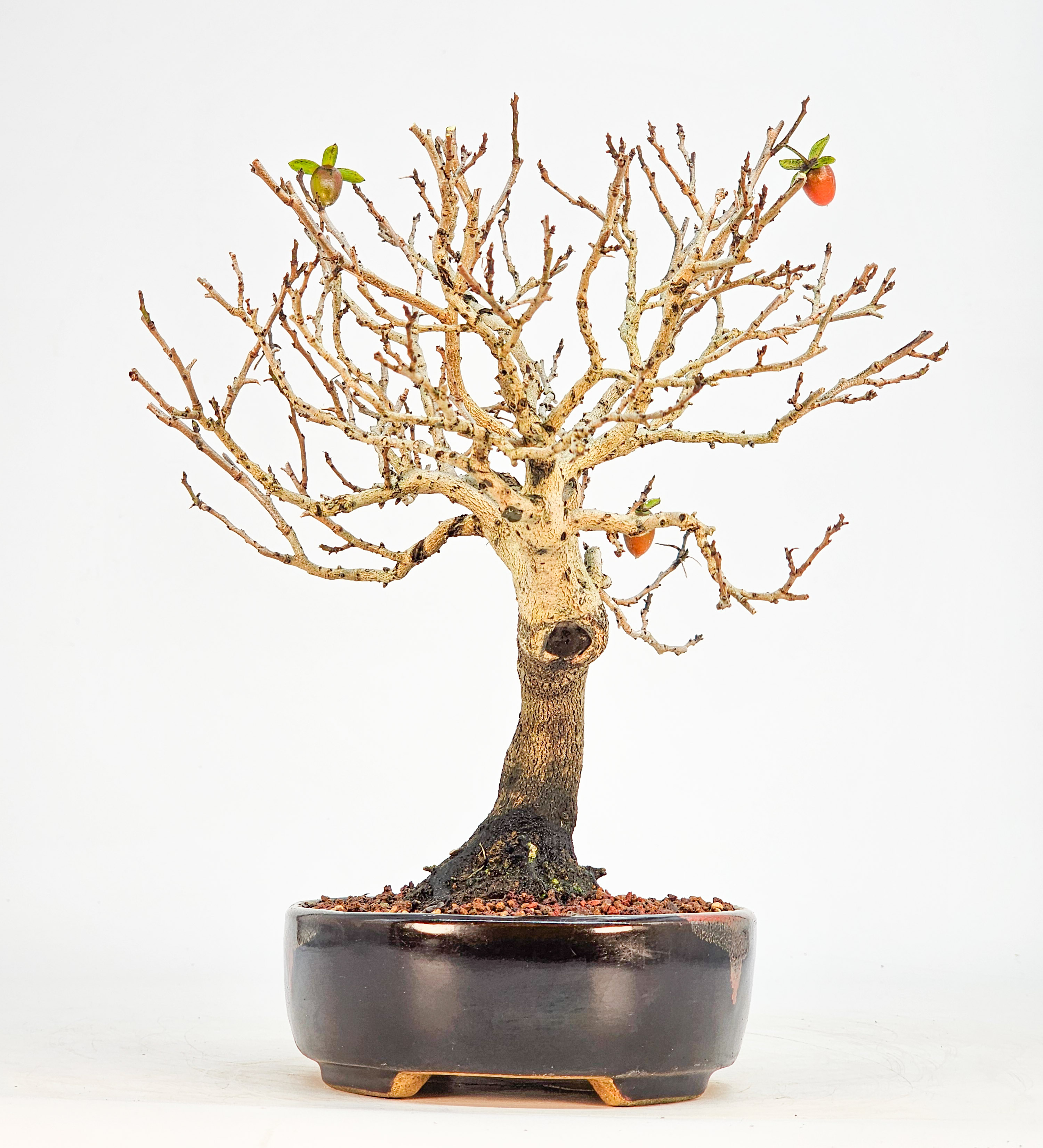 Bonsai Kakipflaume - Diospyros kaki Shohin 21cm 