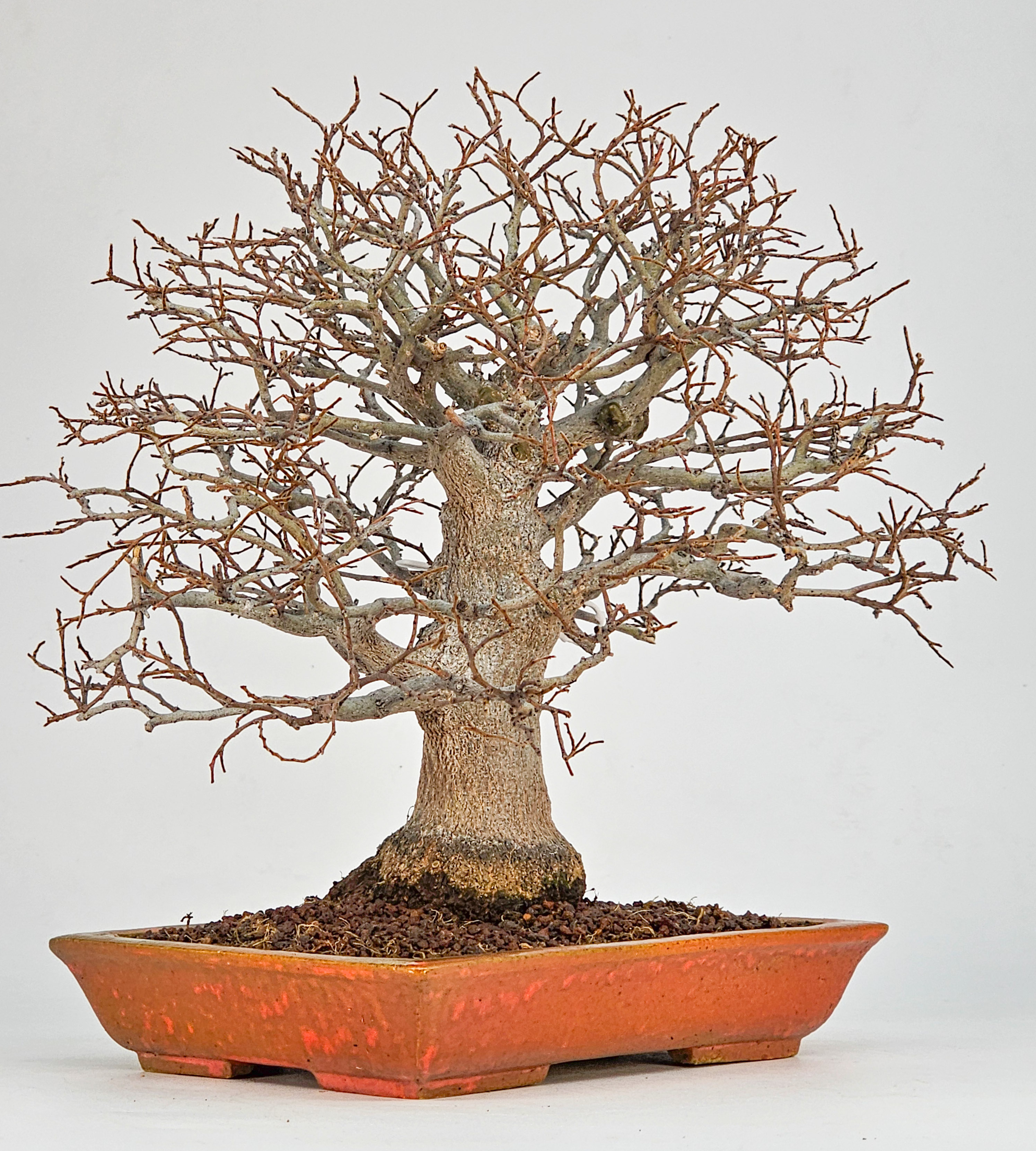 Bonsai Premium Zürgelbaum - Celtis sinensis Shohin 21cm