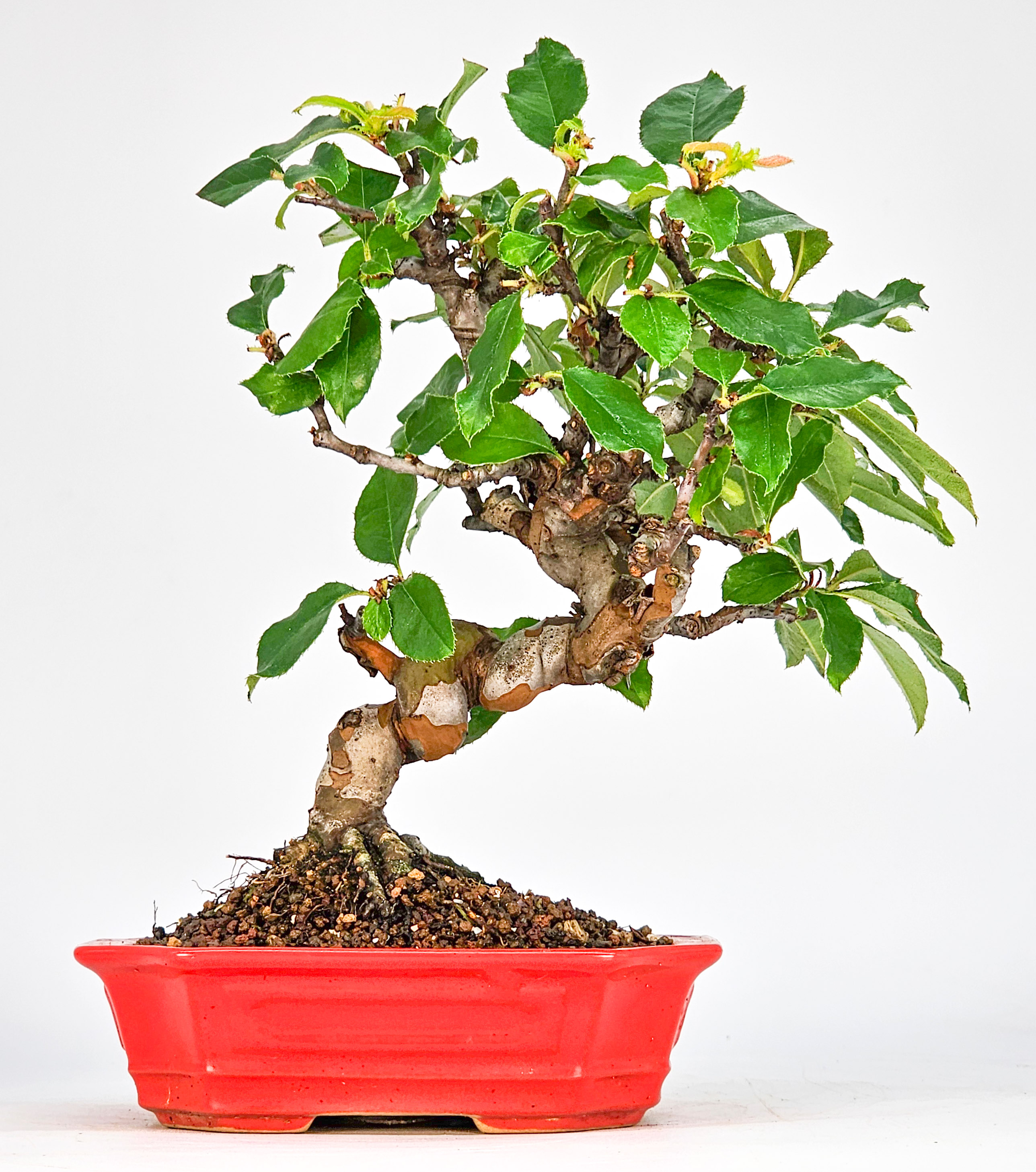 Bonsai Quitte - Pseudocydonia sinensis Shohin 19cm